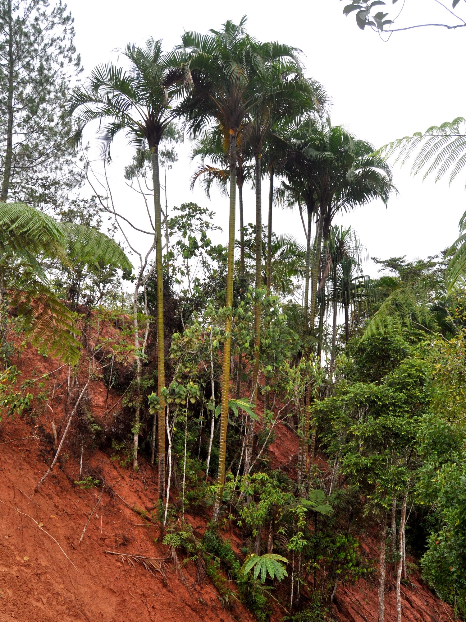 Imagem de referência relacionada a Pigafetta, item descrito como género de plantas