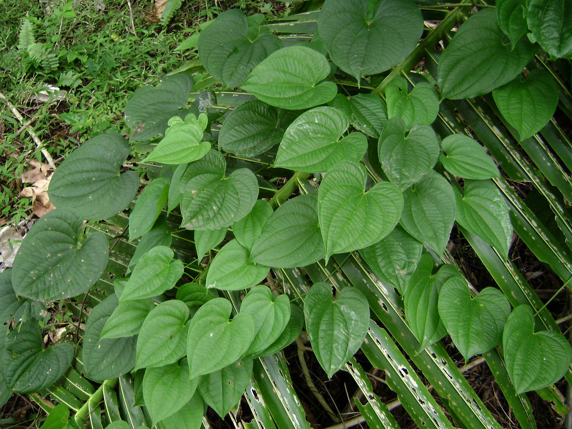Imagem de referência de Dioscorea, descrito nos dados abertos como género de plantas