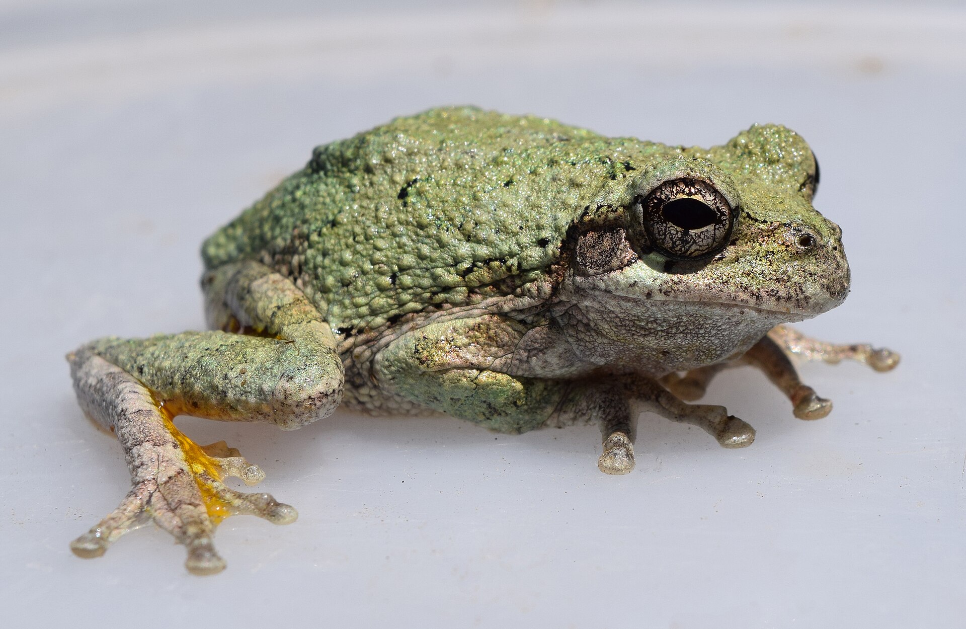 Imagem de referência de Hyla chrysoscelis, descrito nos dados abertos como espécie de anfíbio