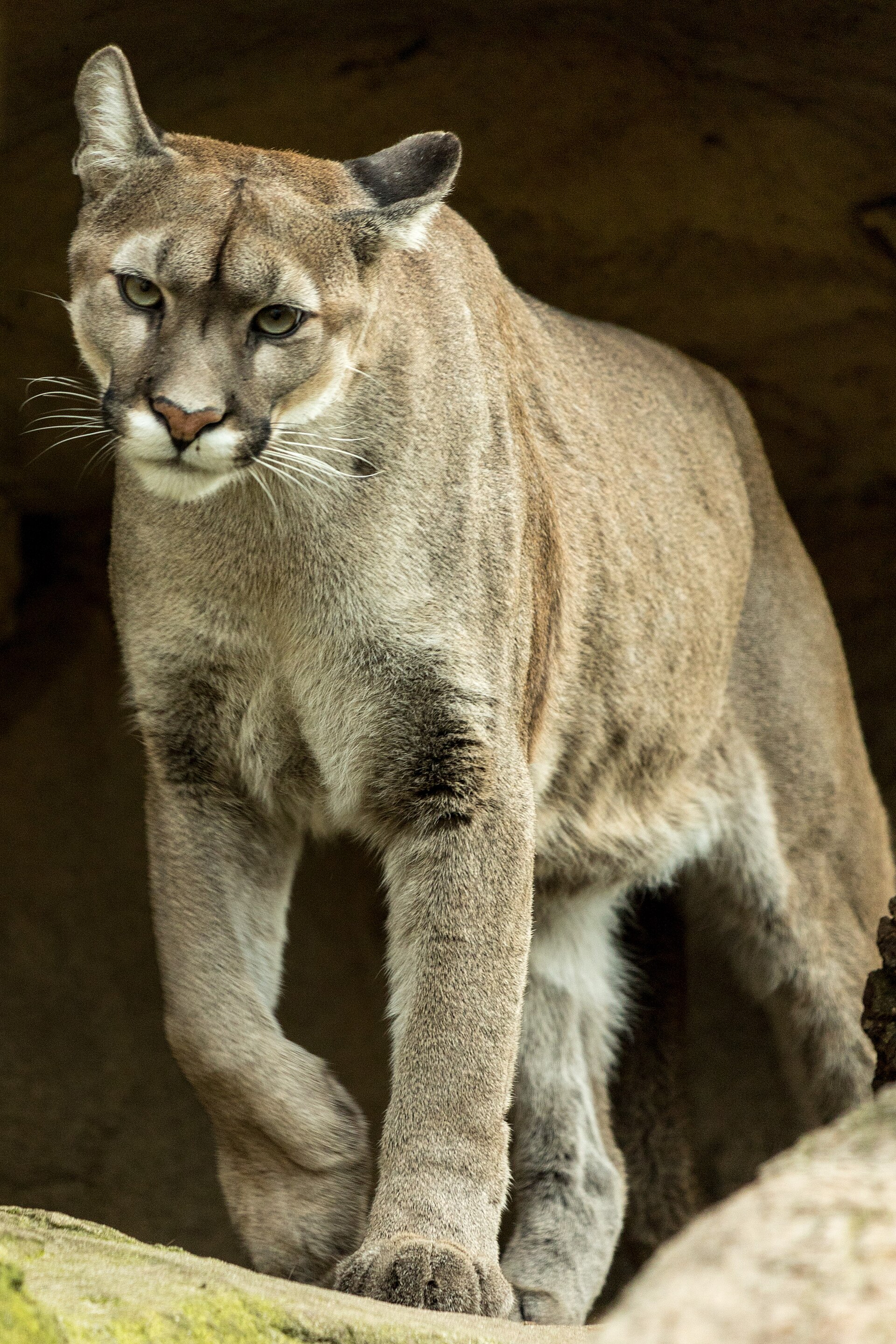 Imagem de referência de Onça Parda, descrito nos dados abertos como grande espécie da família Felidae nativa das Américas