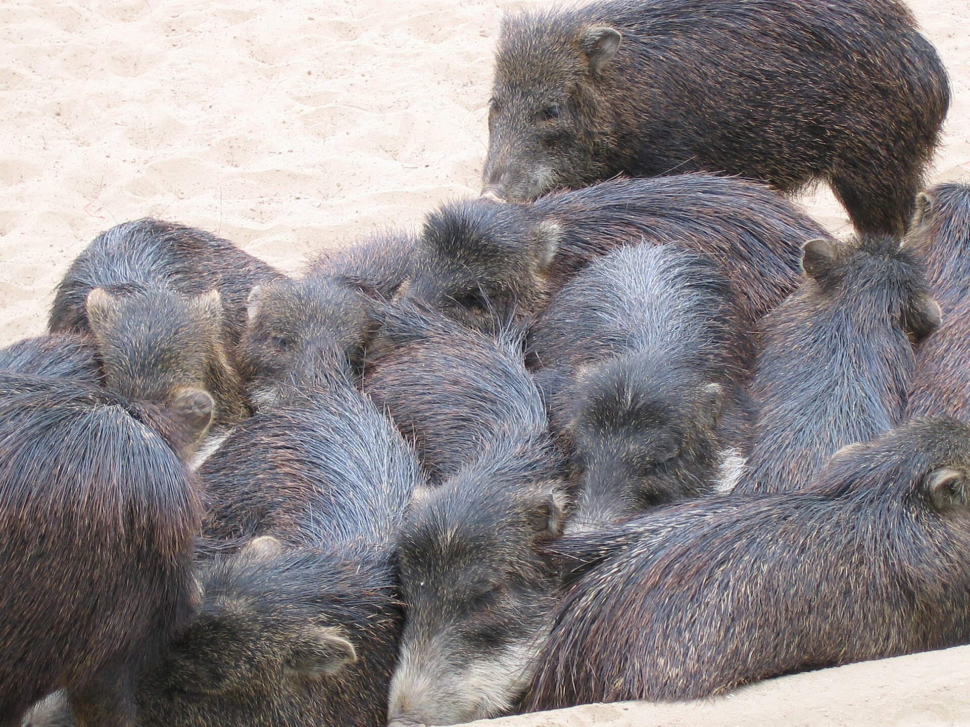 Imagem de referência de Tayassuidae, descrito nos dados abertos como família de suiformes