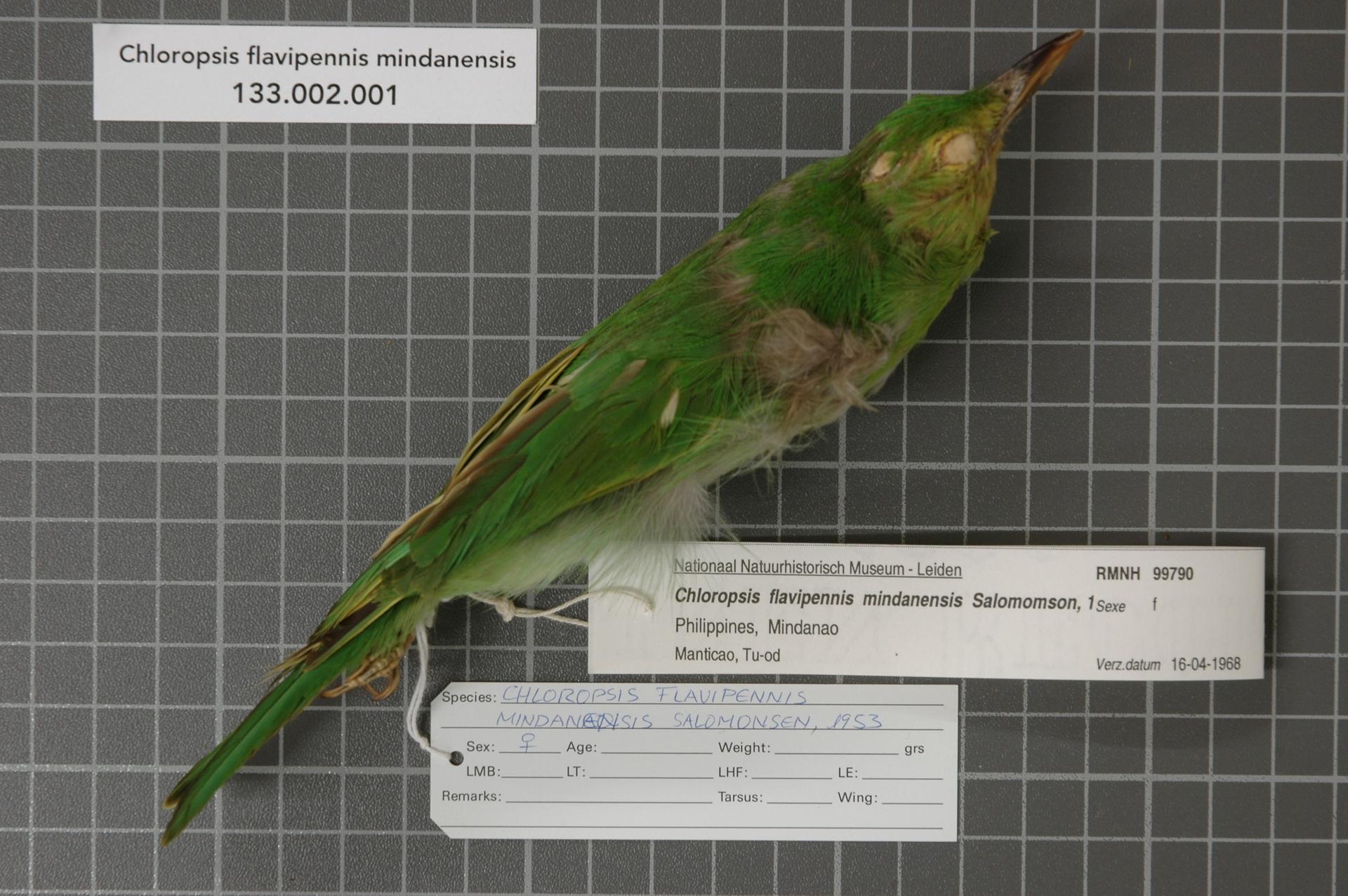 Imagem de referência de Chloropsis flavipennis, descrito nos dados abertos como espécie de ave
