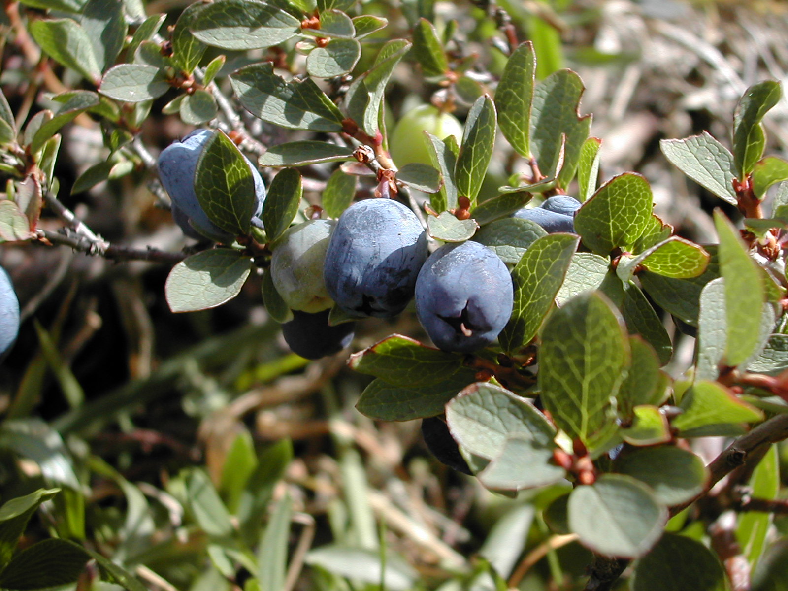 Imagem de referência de Vaccinium uliginosum, descrito nos dados abertos como espécie de planta