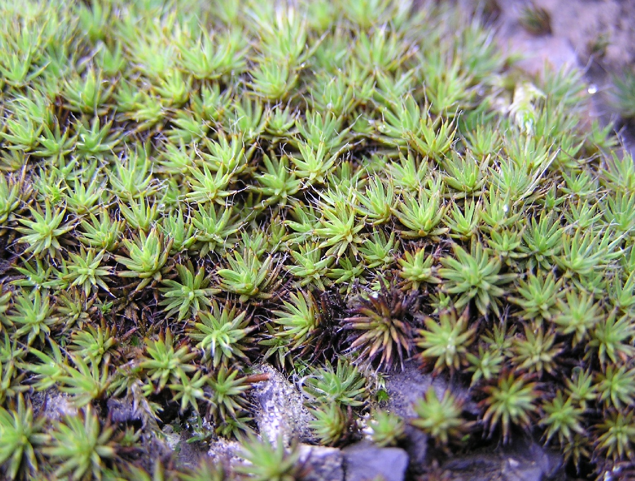 Imagem de referência relacionada a Polytrichum piliferum, item descrito como registro de referência sobre Polytrichum piliferum, organizado a partir de dados estruturados abertos