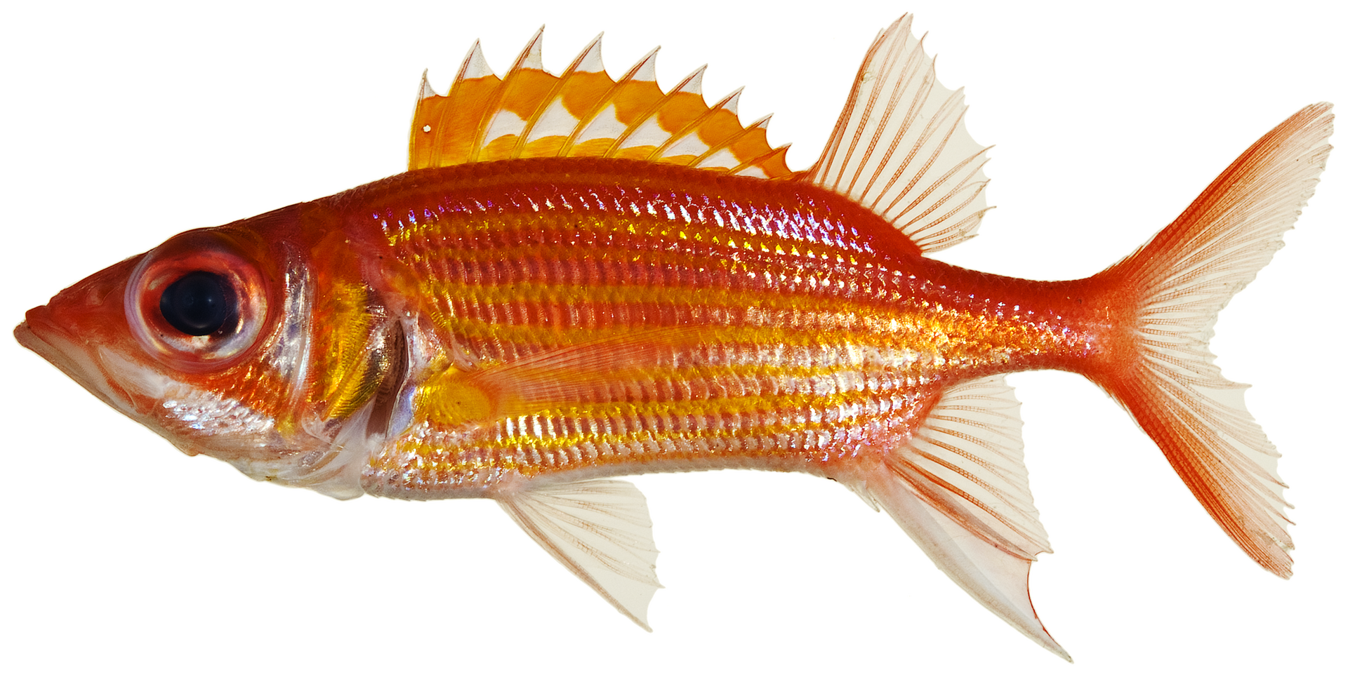 Imagem de referência relacionada a Neoniphon, item descrito como género de peixes