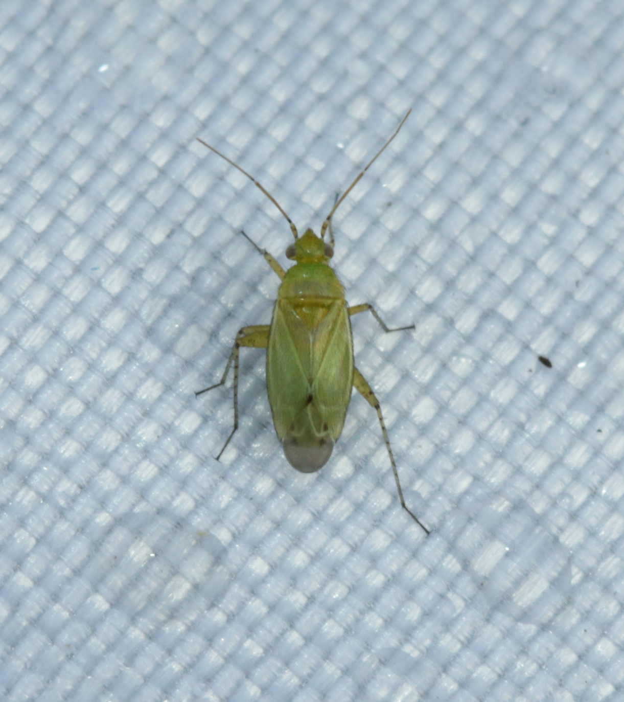 Imagem de referência de Plagiognathus chrysanthemi, descrito nos dados abertos como espécie de inseto