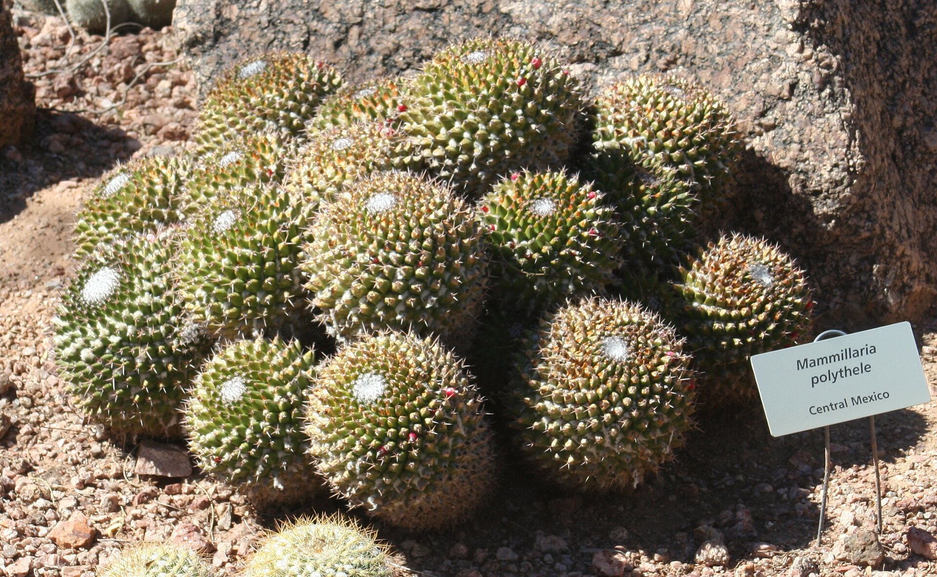 Imagem de referência relacionada a Mammillaria polythele, item descrito como registro de referência sobre Mammillaria polythele, organizado a partir de dados estruturados abertos