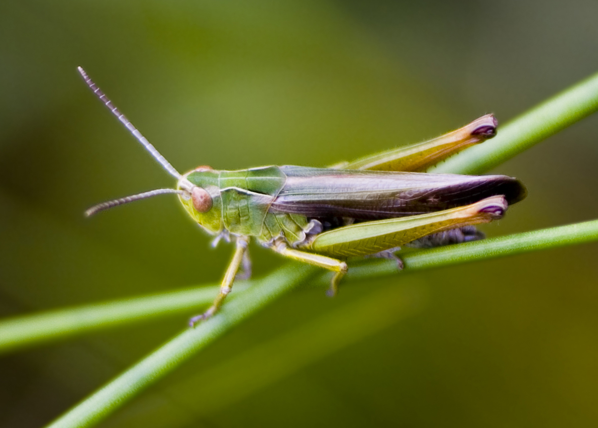 Imagem de referência de Omocestus viridulus, descrito nos dados abertos como espécie de inseto