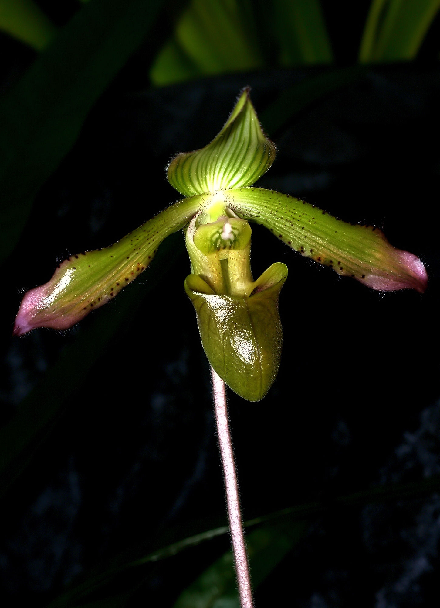 Imagem de referência de Paphiopedilum javanicum, descrito nos dados abertos como espécie de planta