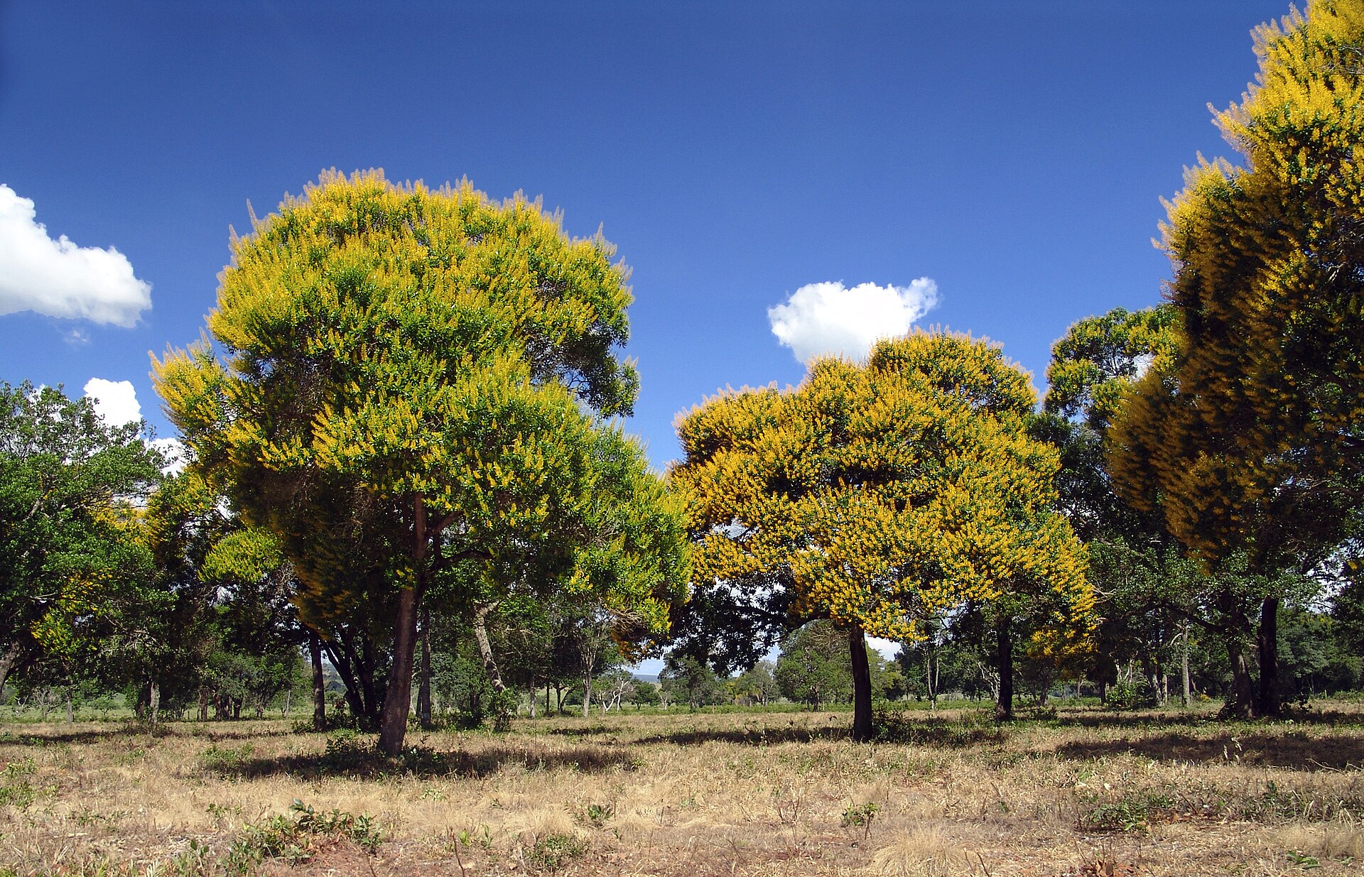 Imagem de referência de Vochysia tucanorum, descrito nos dados abertos como espécie de planta