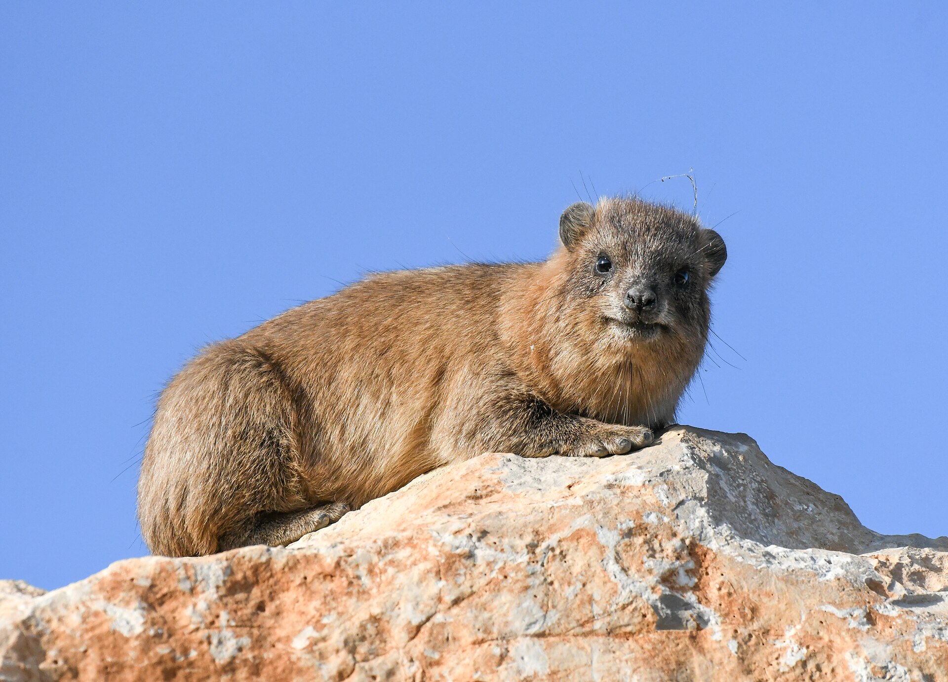 Imagem de referência de Procavia capensis, descrito nos dados abertos como espécie de mamífero