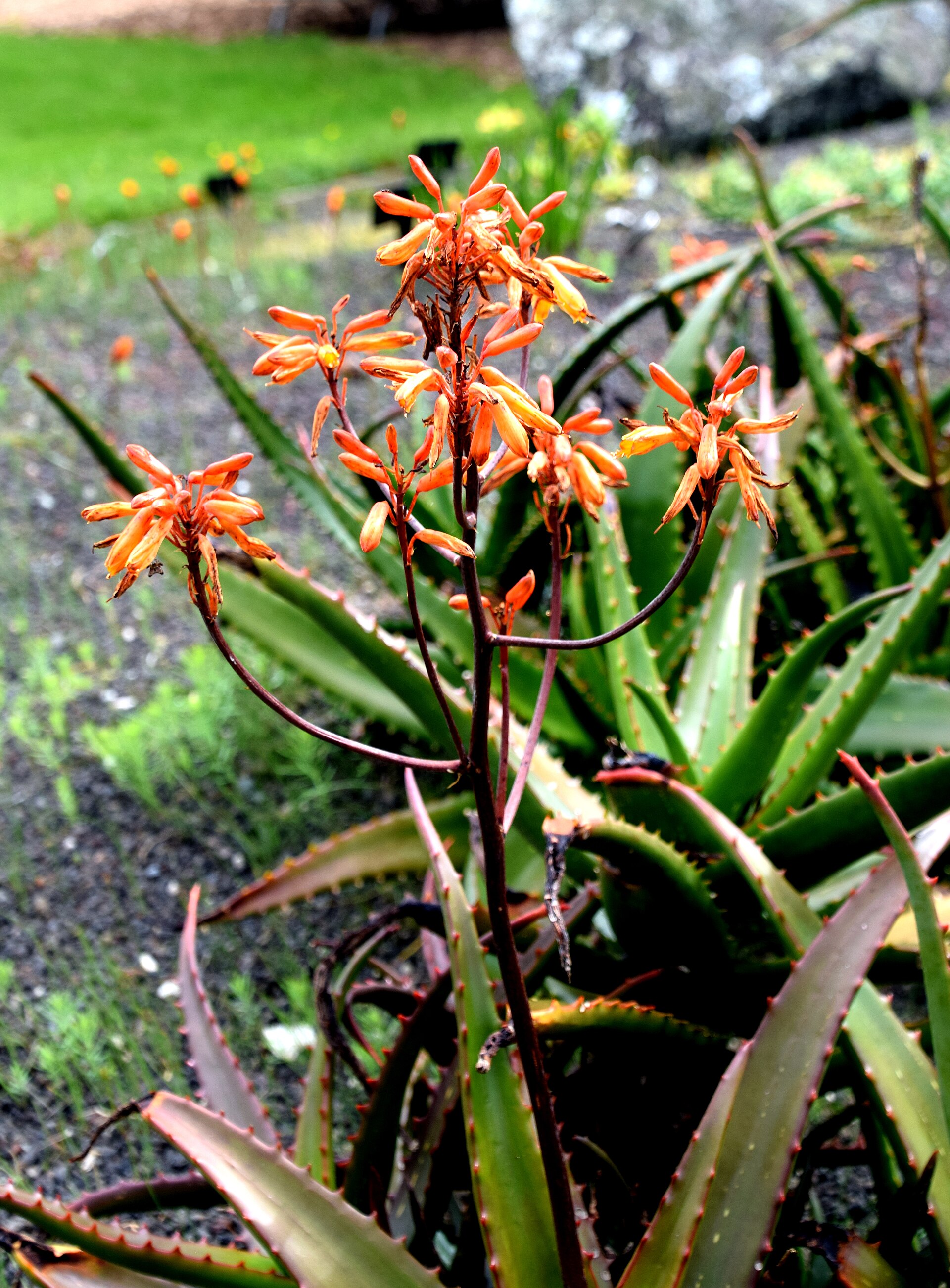 Imagem de referência relacionada a Aloe perryi, item descrito como espécie de planta
