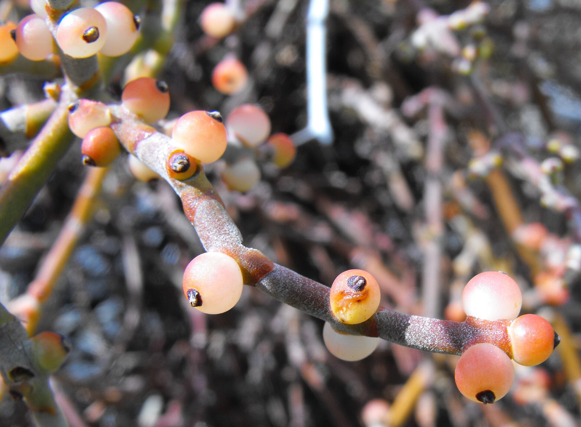 Imagem de referência relacionada a Phoradendron, item descrito como género de plantas