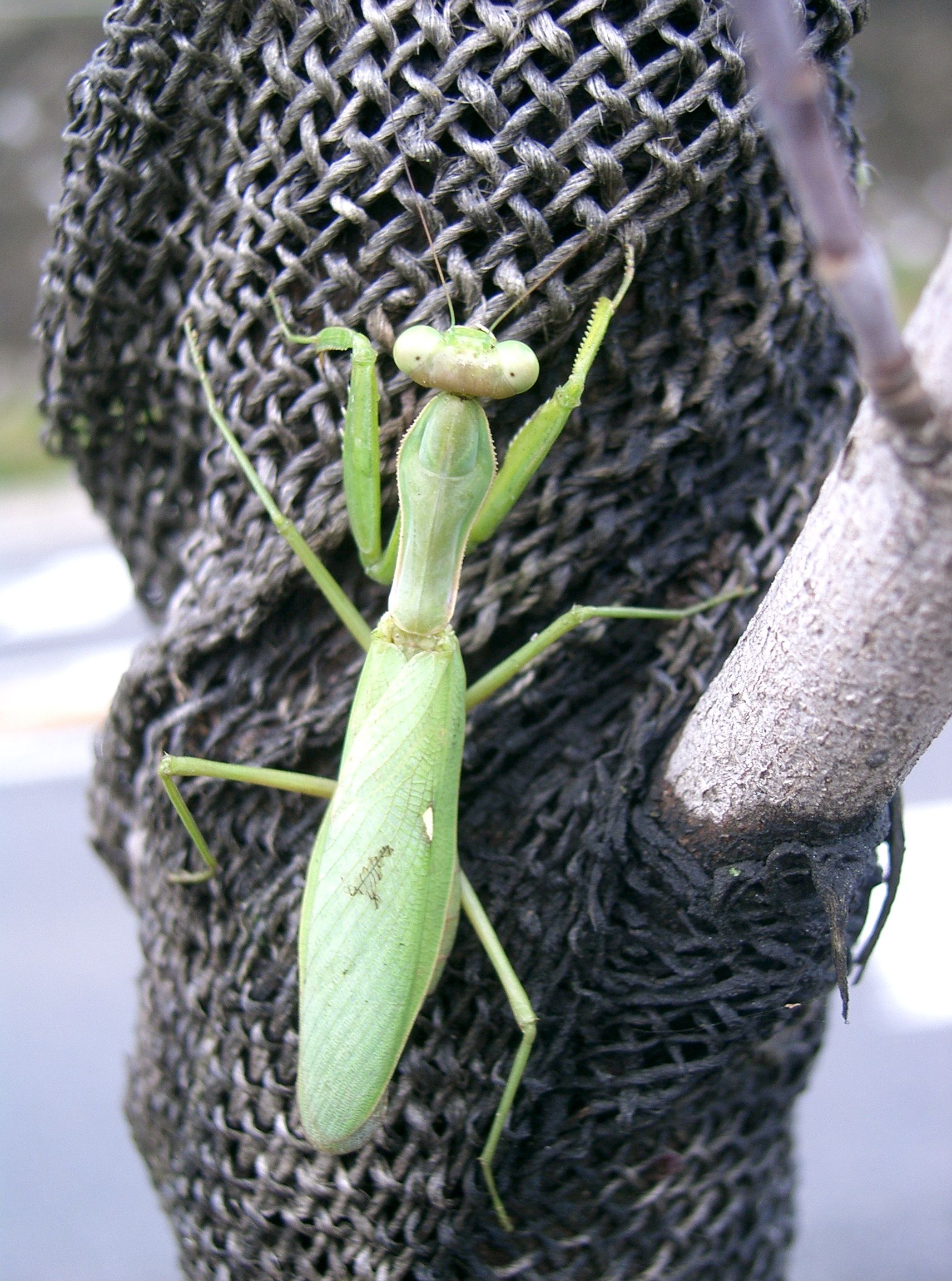 Imagem de referência de Hierodula patellifera, descrito nos dados abertos como espécie de inseto