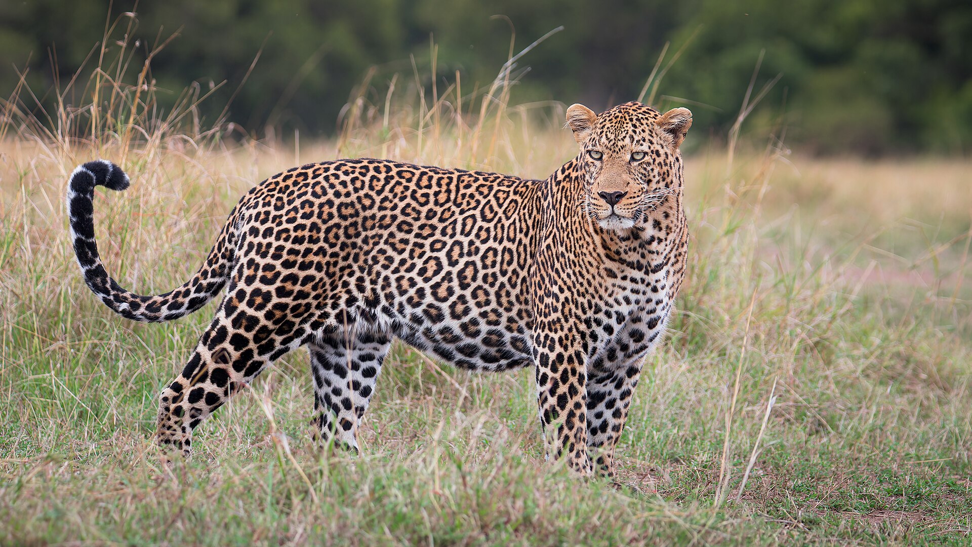 Imagem de referência de leopardo, descrito nos dados abertos como felino nativo da África e Ásia