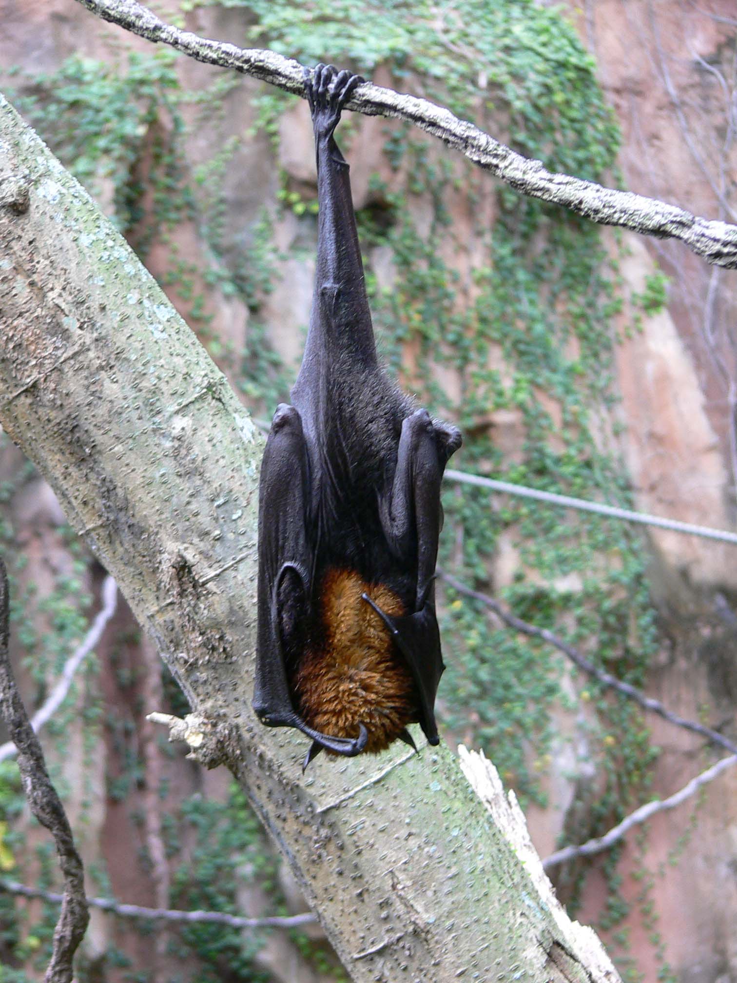 Imagem de referência de Pteropus, descrito nos dados abertos como género de mamíferos