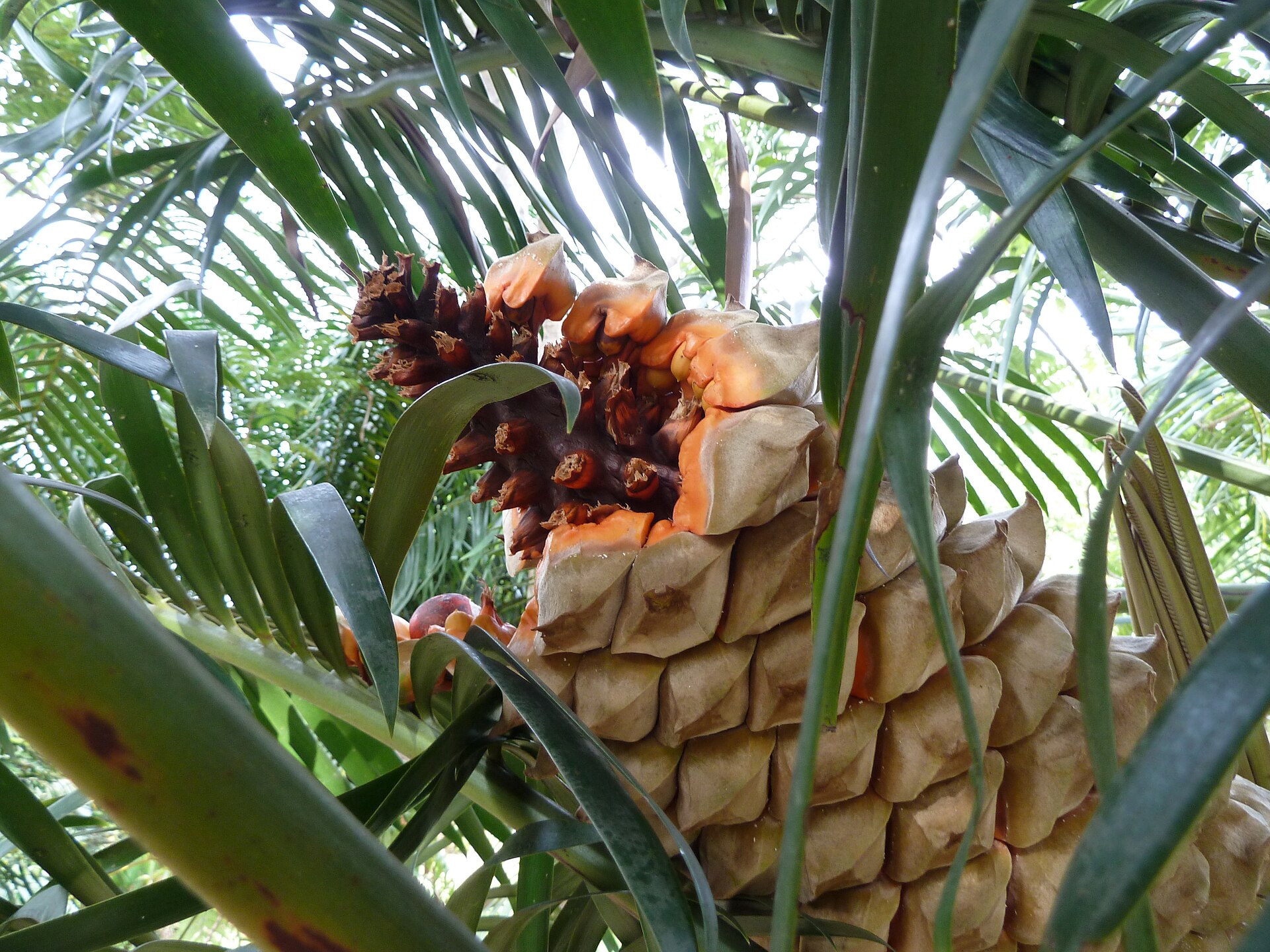 Imagem de referência relacionada a Lepidozamia, item descrito como género de plantas