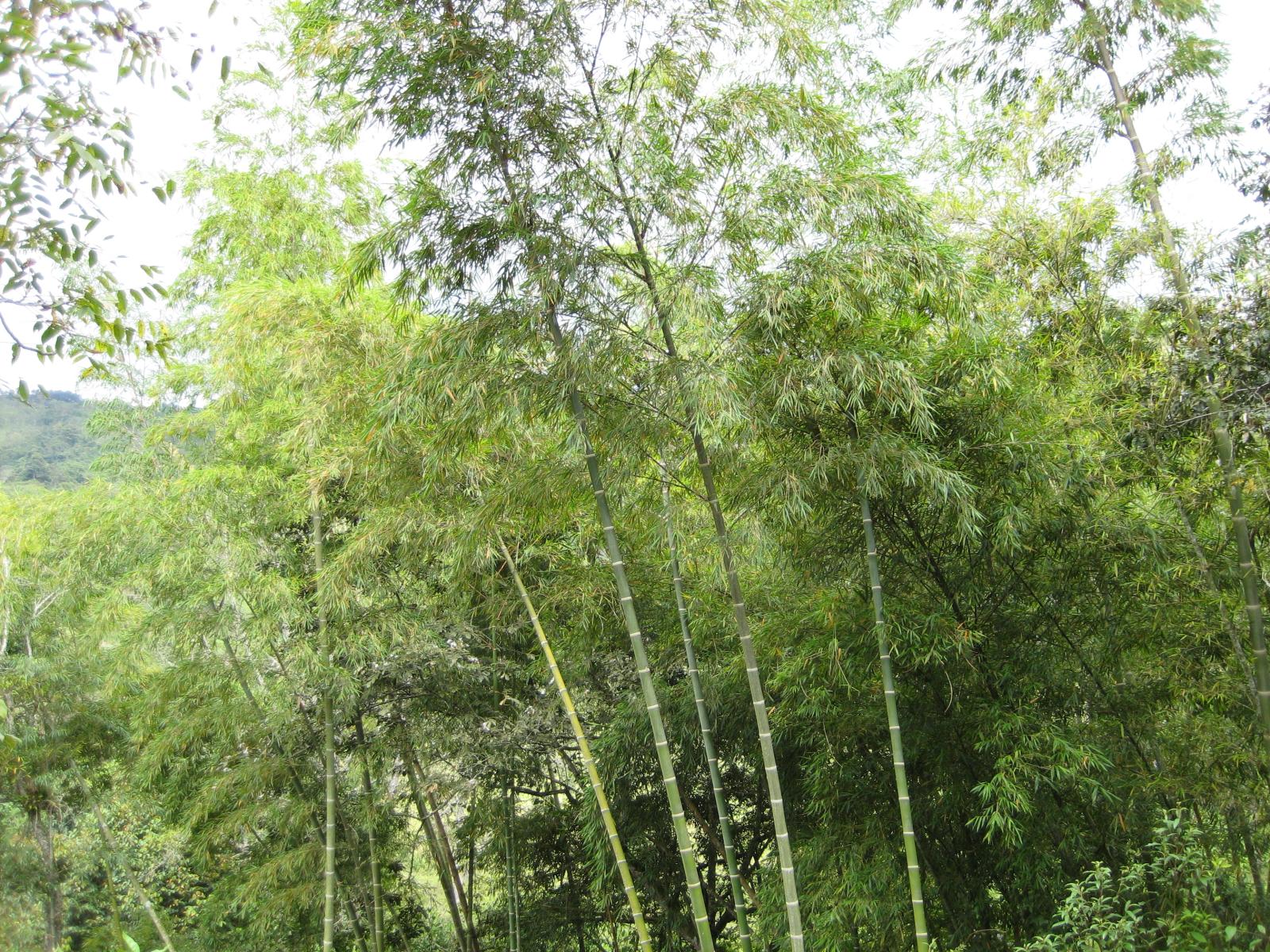 Imagem de referência relacionada a Guadua, item descrito como género de plantas
