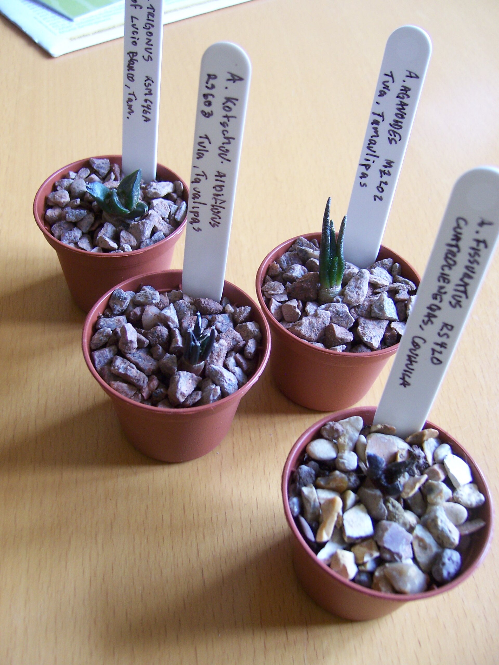 Imagem de referência relacionada a Ariocarpus agavoides, item descrito como registro de referência sobre Ariocarpus agavoides, organizado a partir de dados estruturados abertos