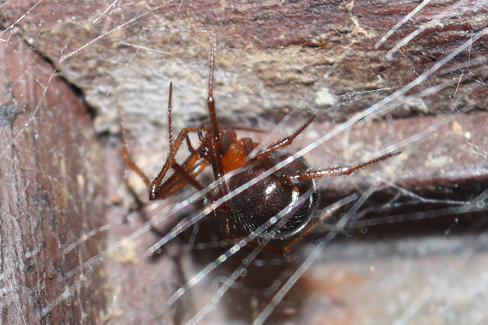 Imagem de referência de Nesticodes rufipes, descrito nos dados abertos como espécie de aracnídeo