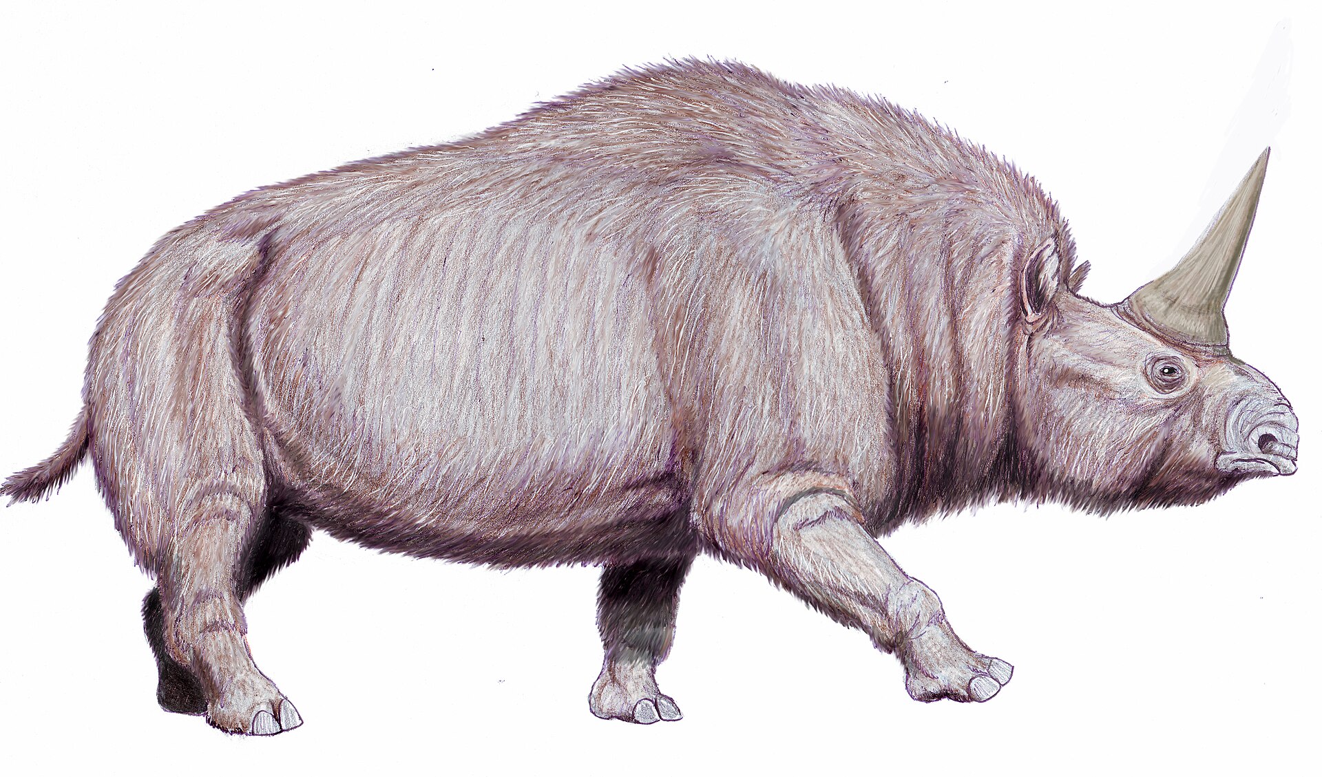 Imagem de referência de Elasmotherium sibiricum, descrito nos dados abertos como espécie de rinoceronte