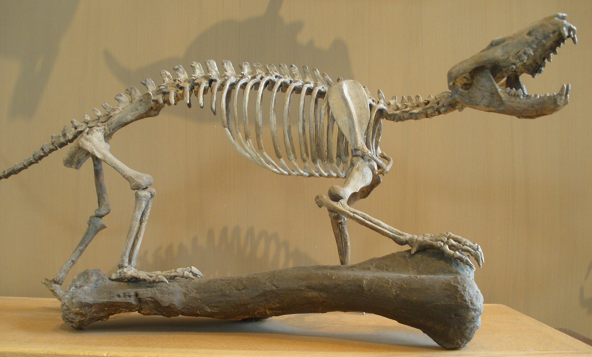 Imagem de referência de Gobiconodon, descrito nos dados abertos como género de mamíferos
