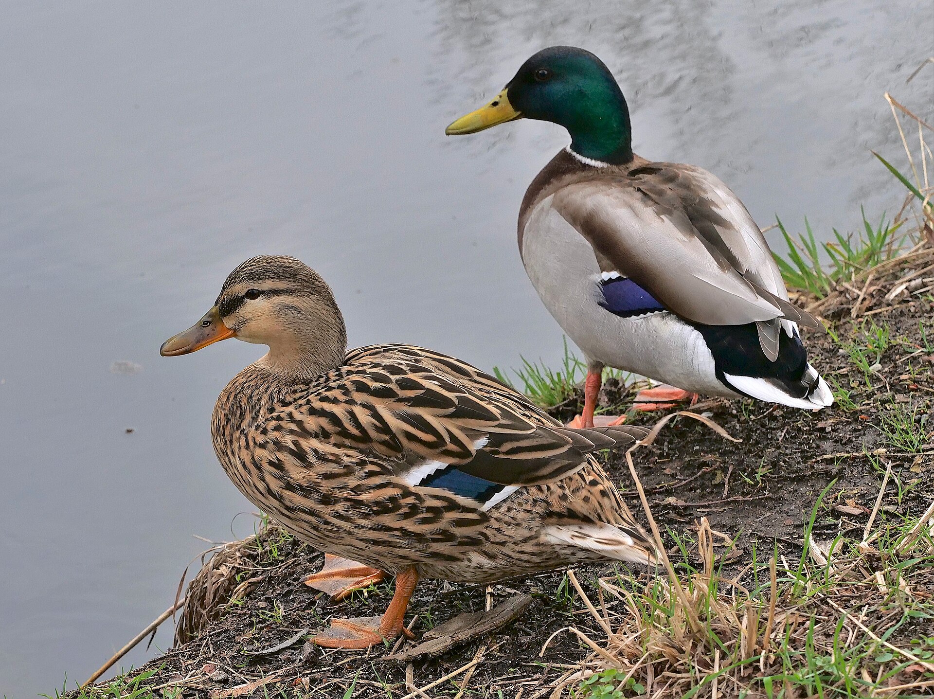 Imagem de referência de pato, descrito nos dados abertos como termo genérico para pássaros da família Anatidae