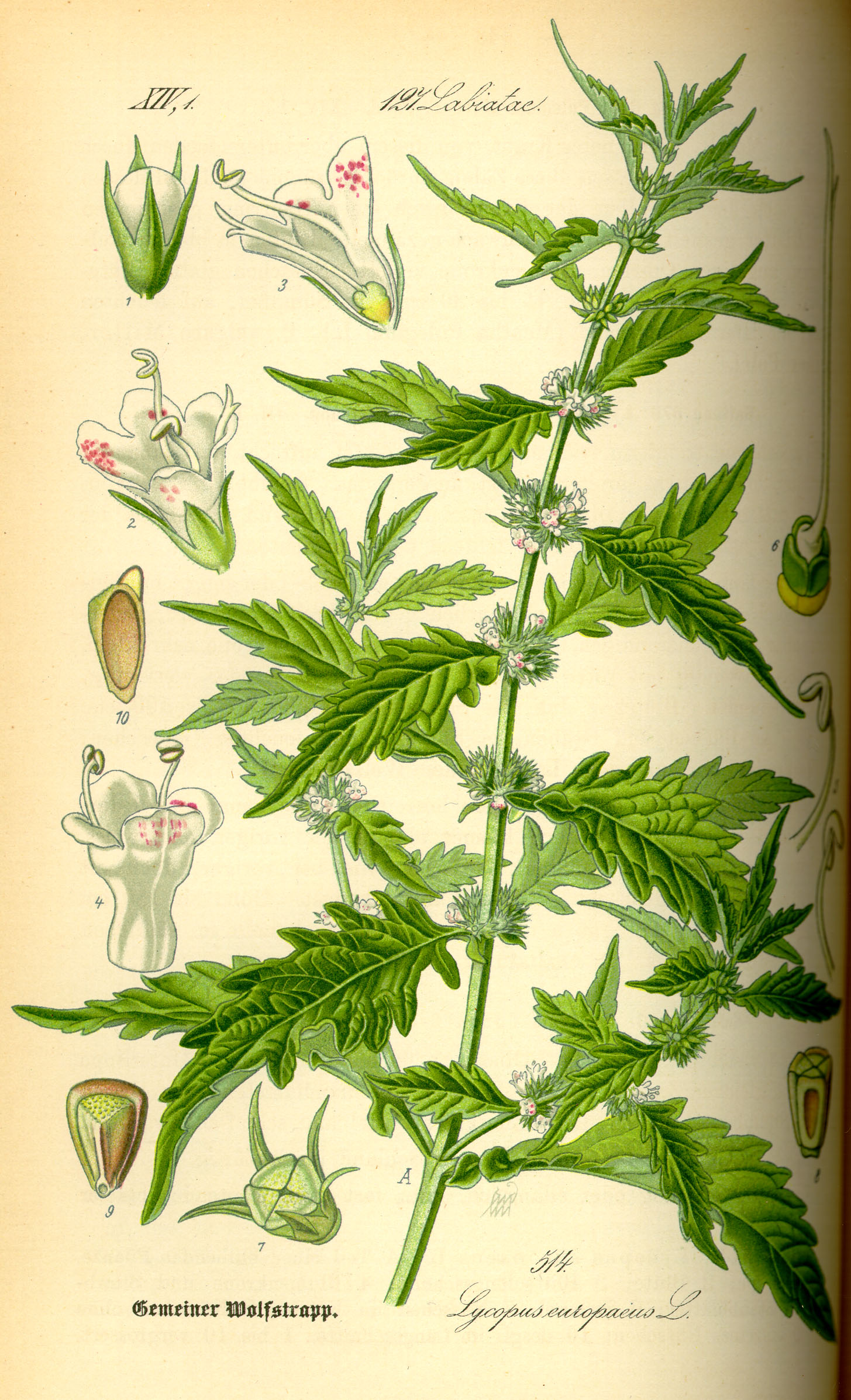 Imagem de referência relacionada a Lycopus europaeus, item descrito como espécie de planta