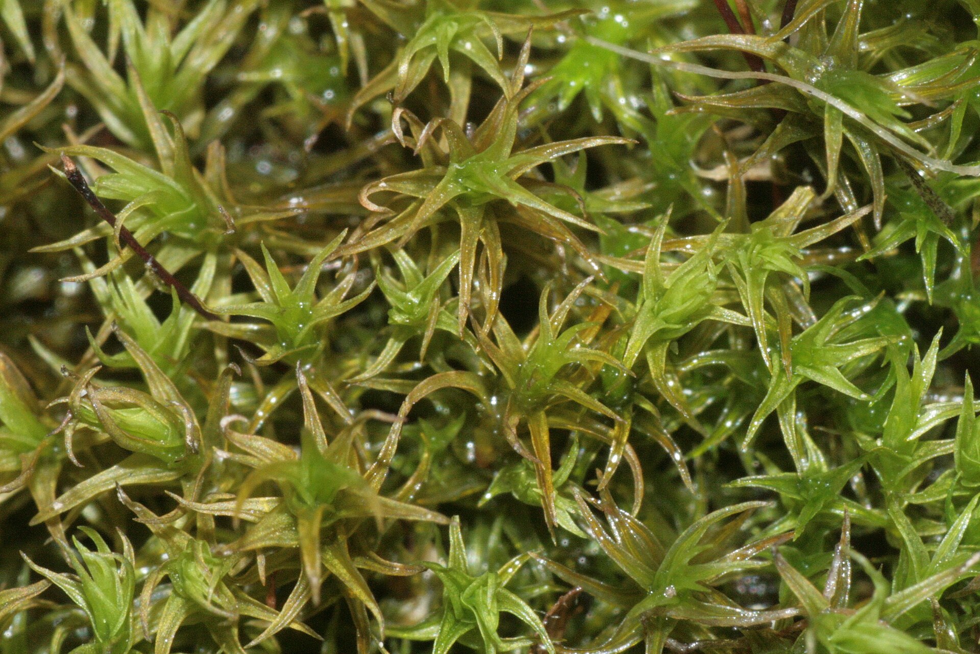 Imagem de referência de Didymodon, descrito nos dados abertos como género de plantas