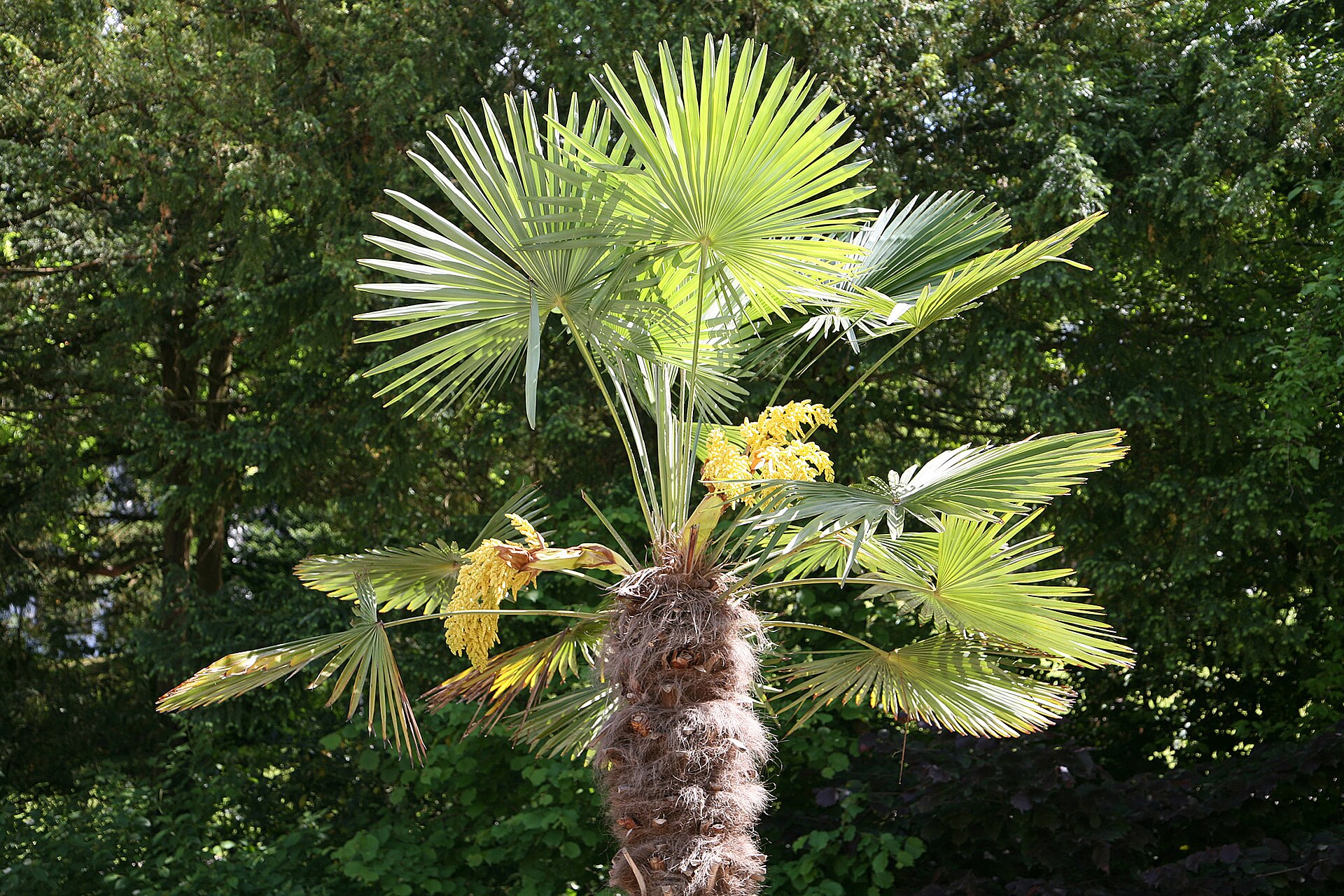 Imagem de referência relacionada a Trachycarpus fortunei, item descrito como registro de referência sobre Trachycarpus fortunei, organizado a partir de dados estruturados abertos