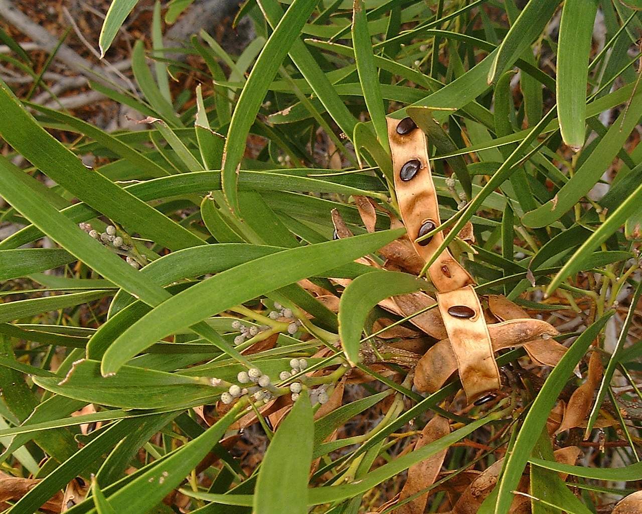 Imagem de referência relacionada a Acacia heterophylla, item descrito como espécie de planta