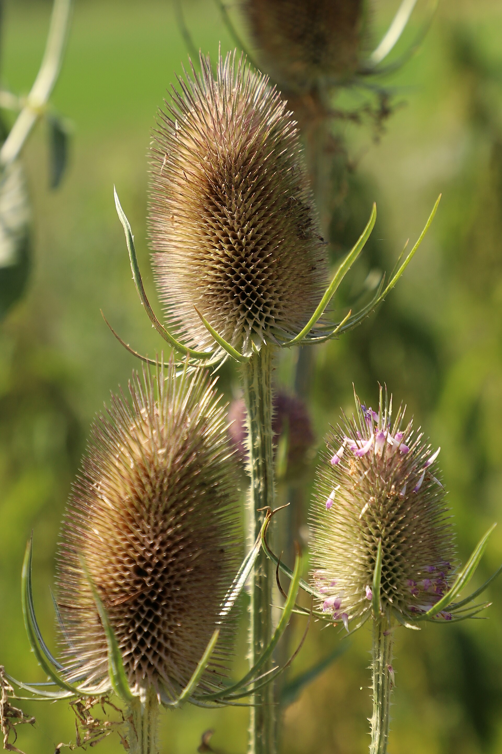 Imagem de referência de Dipsacus fullonum, descrito nos dados abertos como ecologia: Prados, incultos, pastagens, pousios e margens de cursos de água. Em solos húmidos ou temporariamente encharcados, frequentemente nitrificados, junto a caminhos e valas