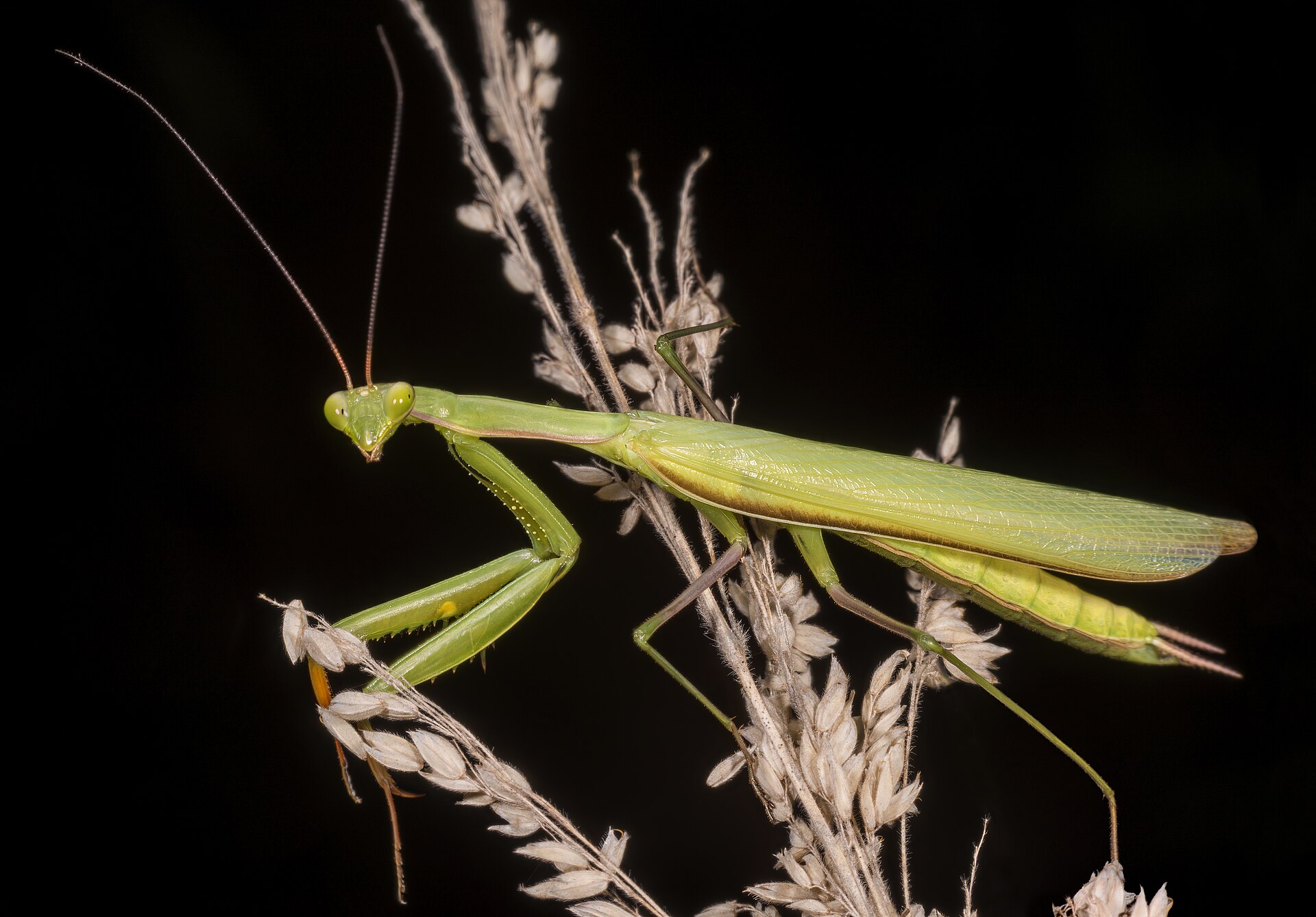 Imagem de referência de Louva-a-deus, descrito nos dados abertos como insetos pertencentes à ordem Mantodea