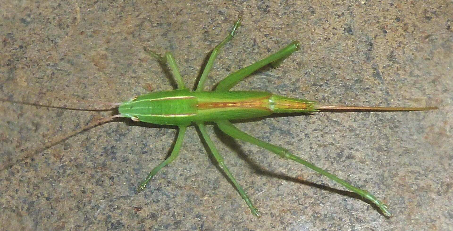 Imagem de referência de Conocephalus caudalis, descrito nos dados abertos como espécie de inseto