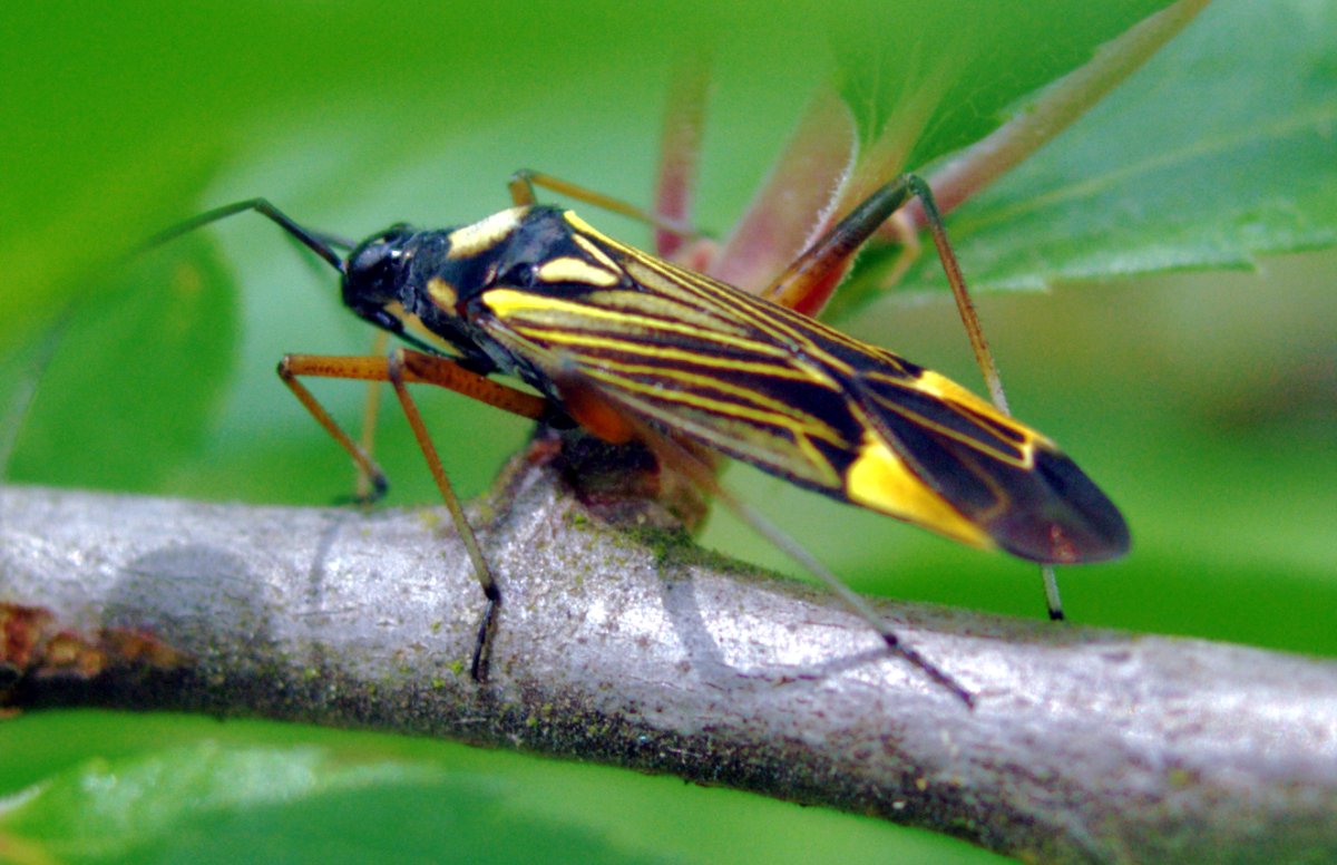 Imagem de referência de Miris striatus, descrito nos dados abertos como espécie de inseto