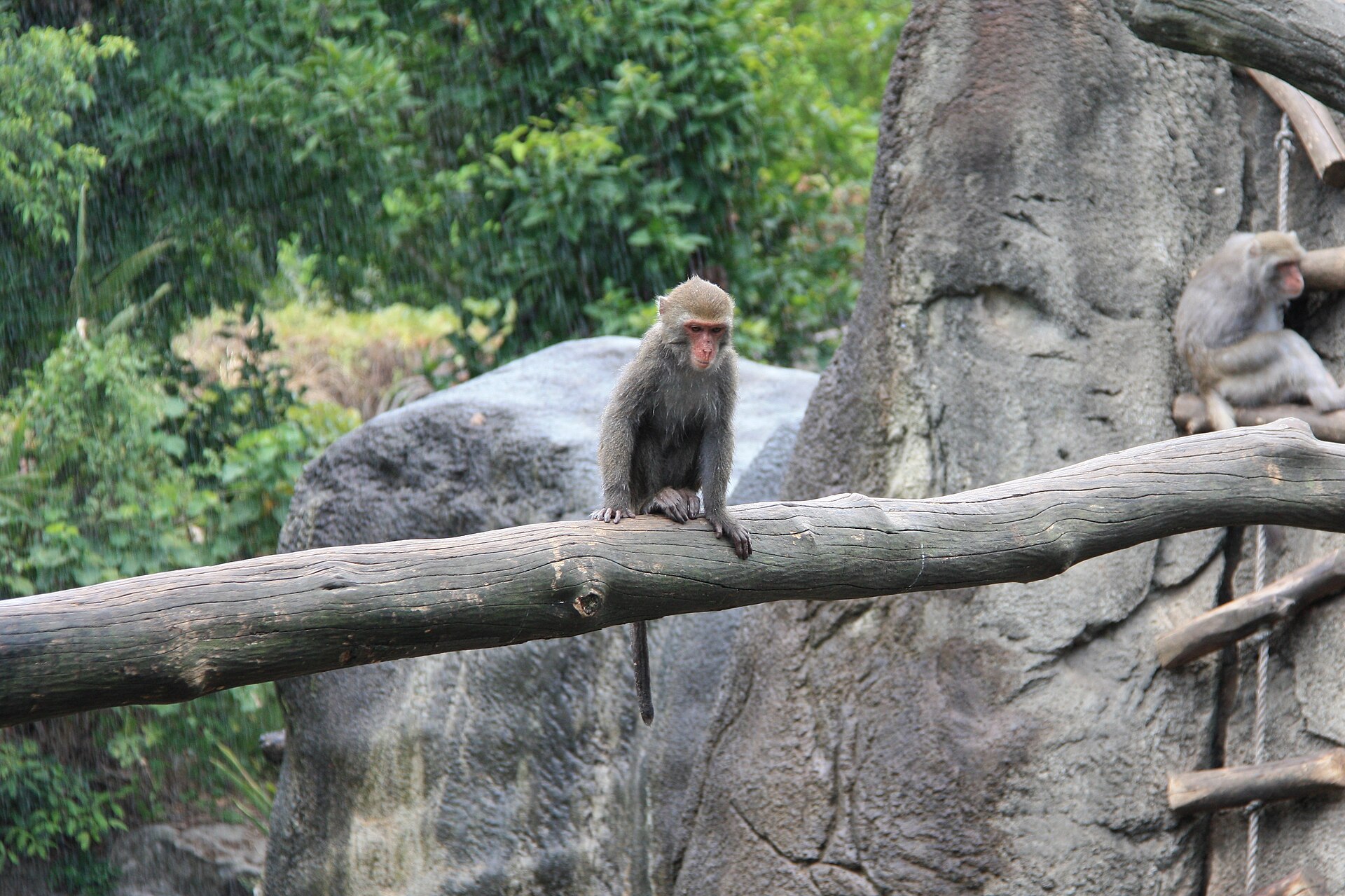 Imagem de referência de Macaca cyclopis, descrito nos dados abertos como éspecie de macaco