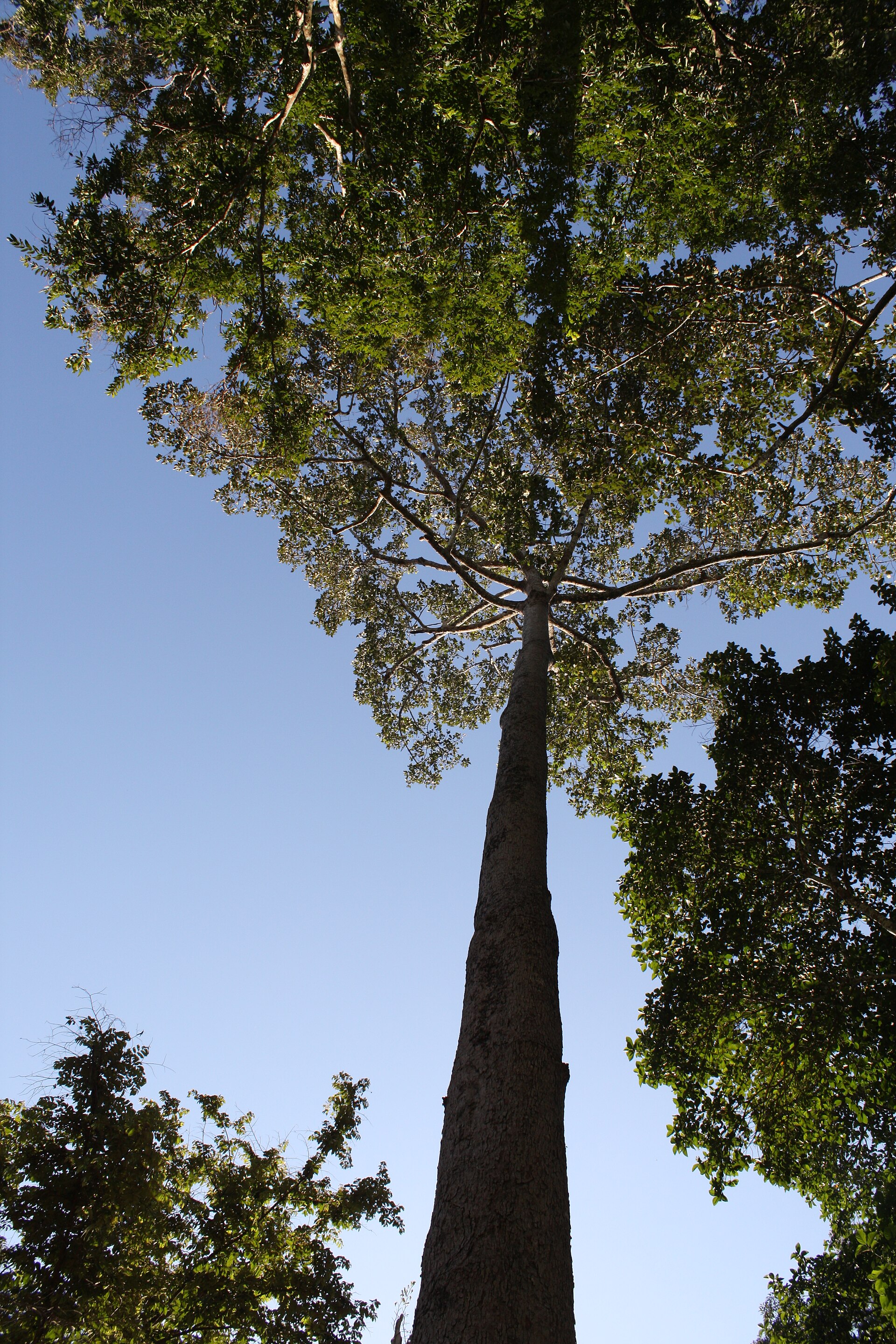 Imagem de referência relacionada a Dipterocarpus alatus, item descrito como registro de referência sobre Dipterocarpus alatus, organizado a partir de dados estruturados abertos
