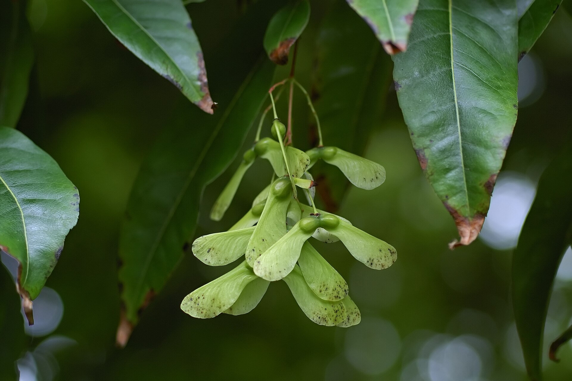 Imagem de referência de Acer laevigatum, descrito nos dados abertos como espécie de planta