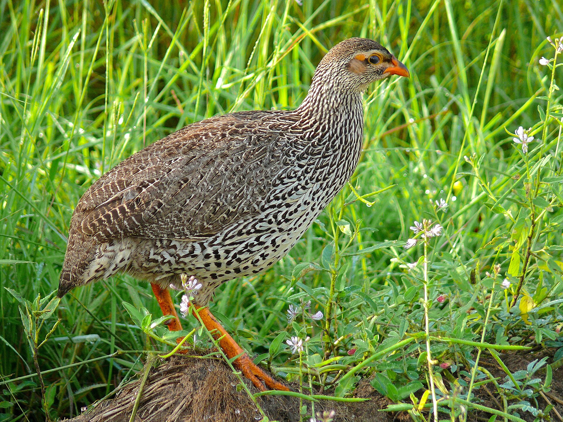 Imagem de referência de Francolinus icterorhynchus, descrito nos dados abertos como espécie de ave
