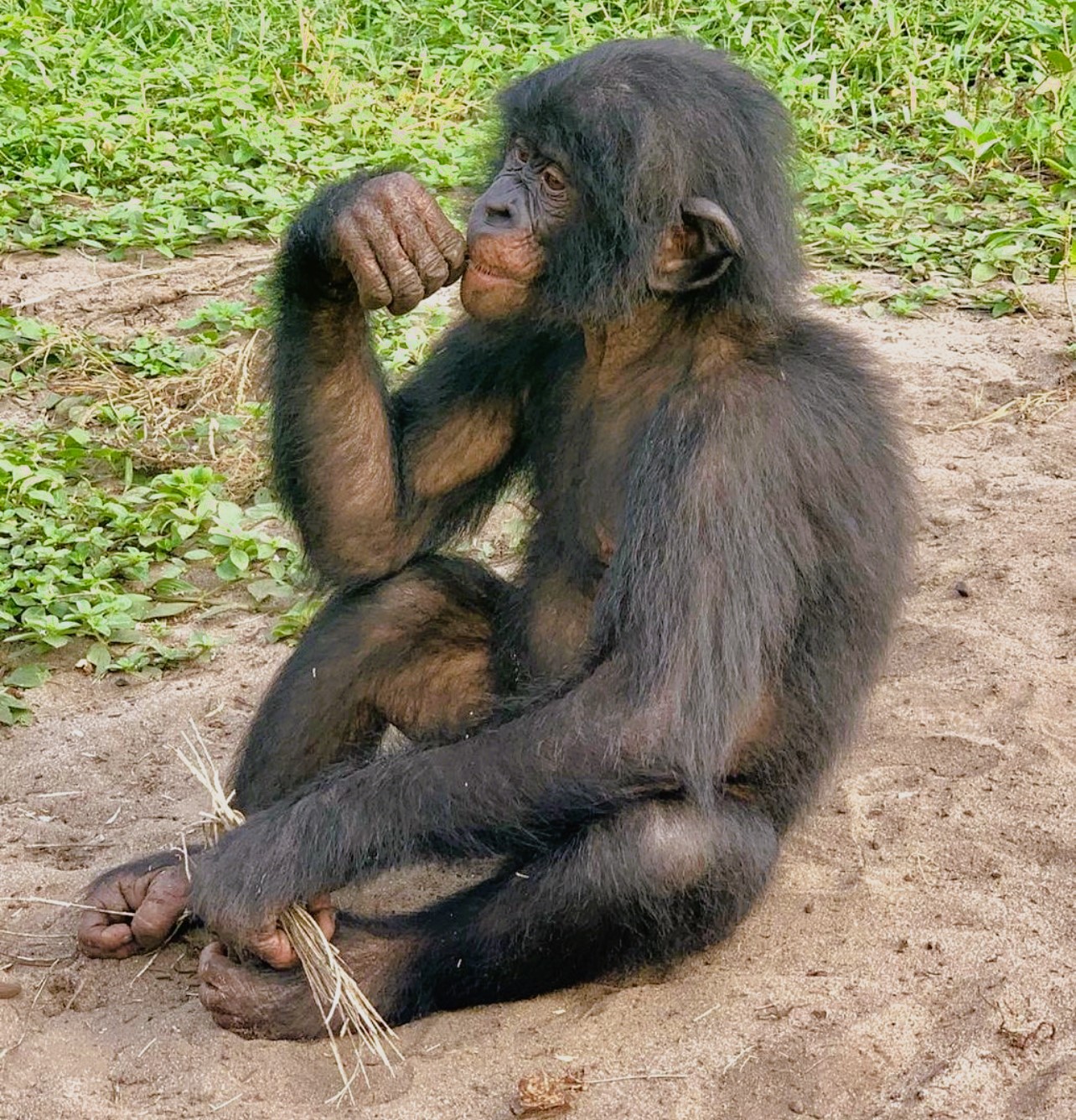 Imagem de referência de Bonobo, descrito nos dados abertos como espécie de primata