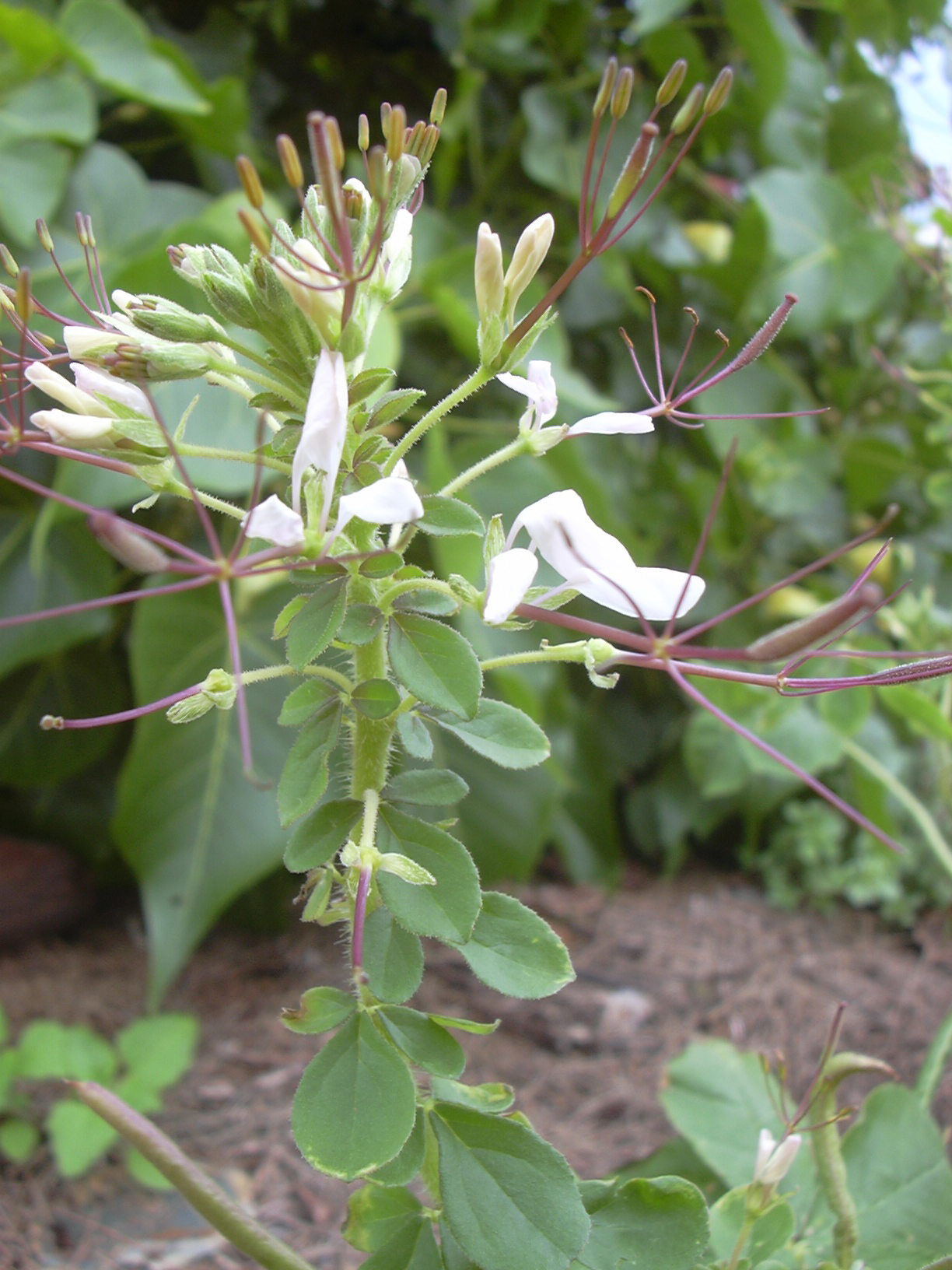 Imagem de referência de Gynandropsis, descrito nos dados abertos como género de plantas