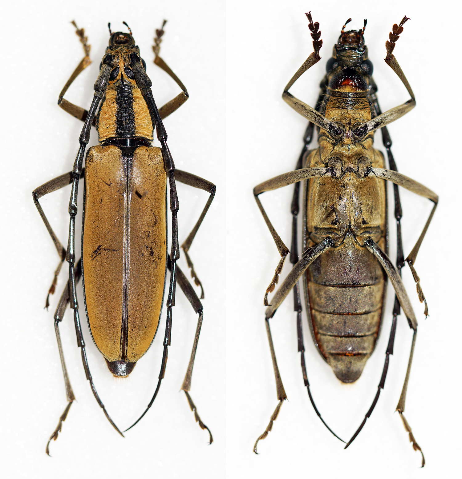 Imagem de referência de Massicus trilineatus, descrito nos dados abertos como espécie de inseto