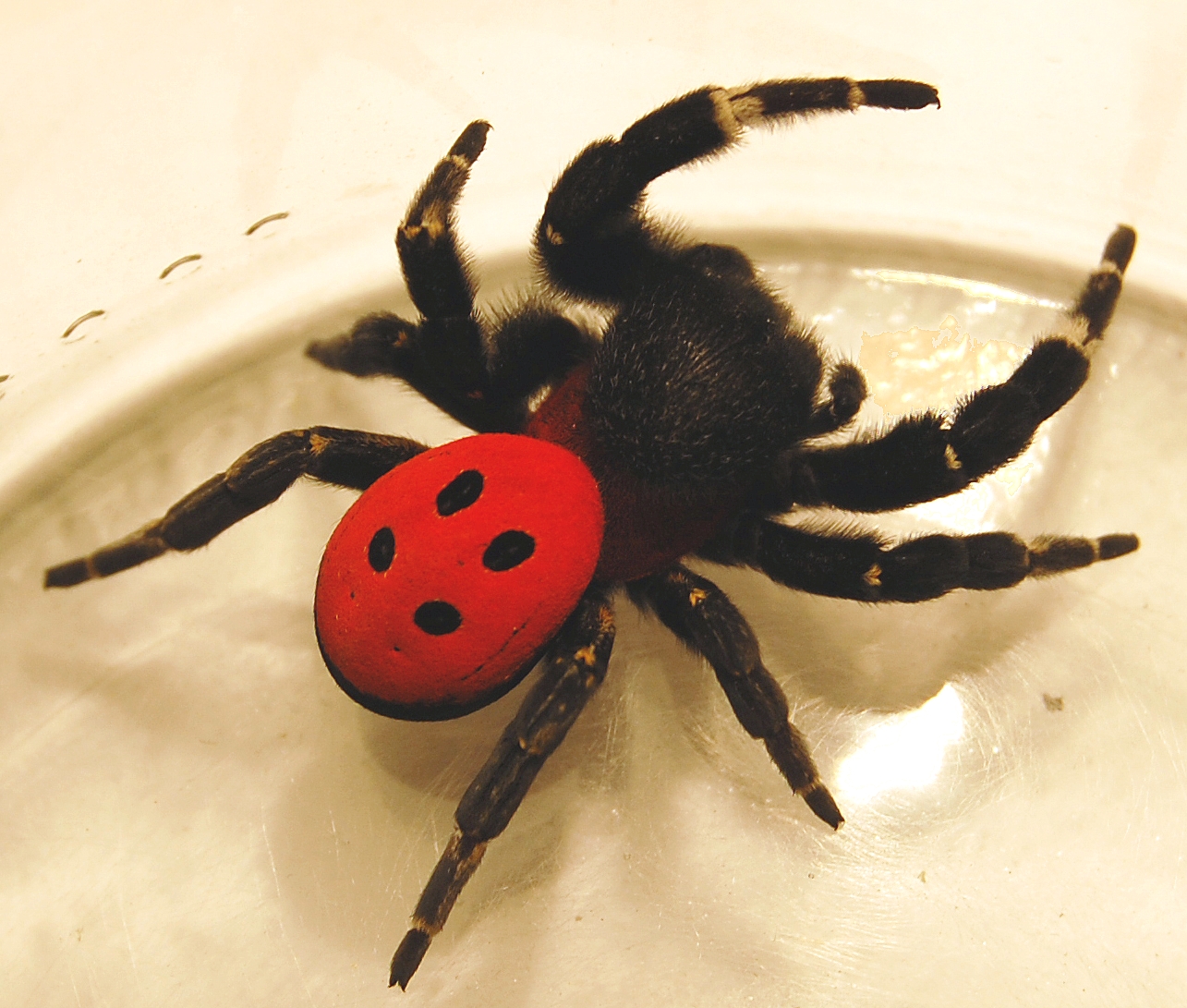 Imagem de referência de Eresidae, descrito nos dados abertos como família de aracnídeos