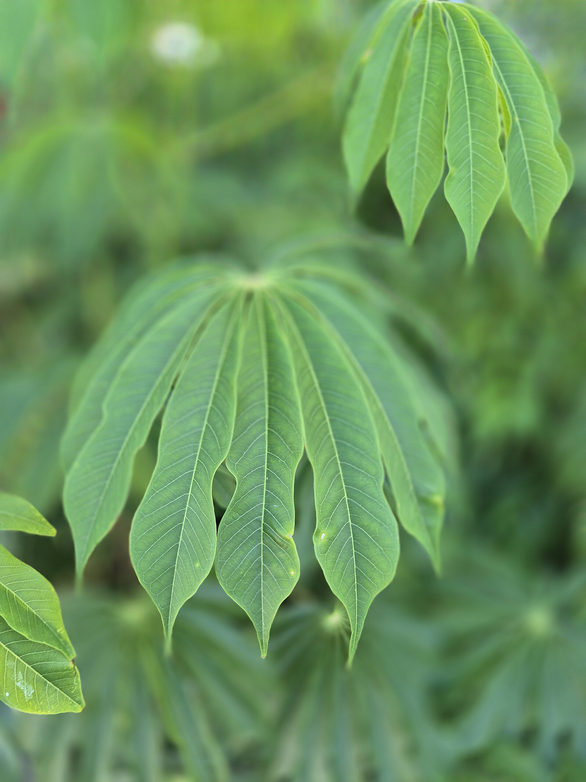Imagem de referência relacionada a Manihot, item descrito como género de plantas