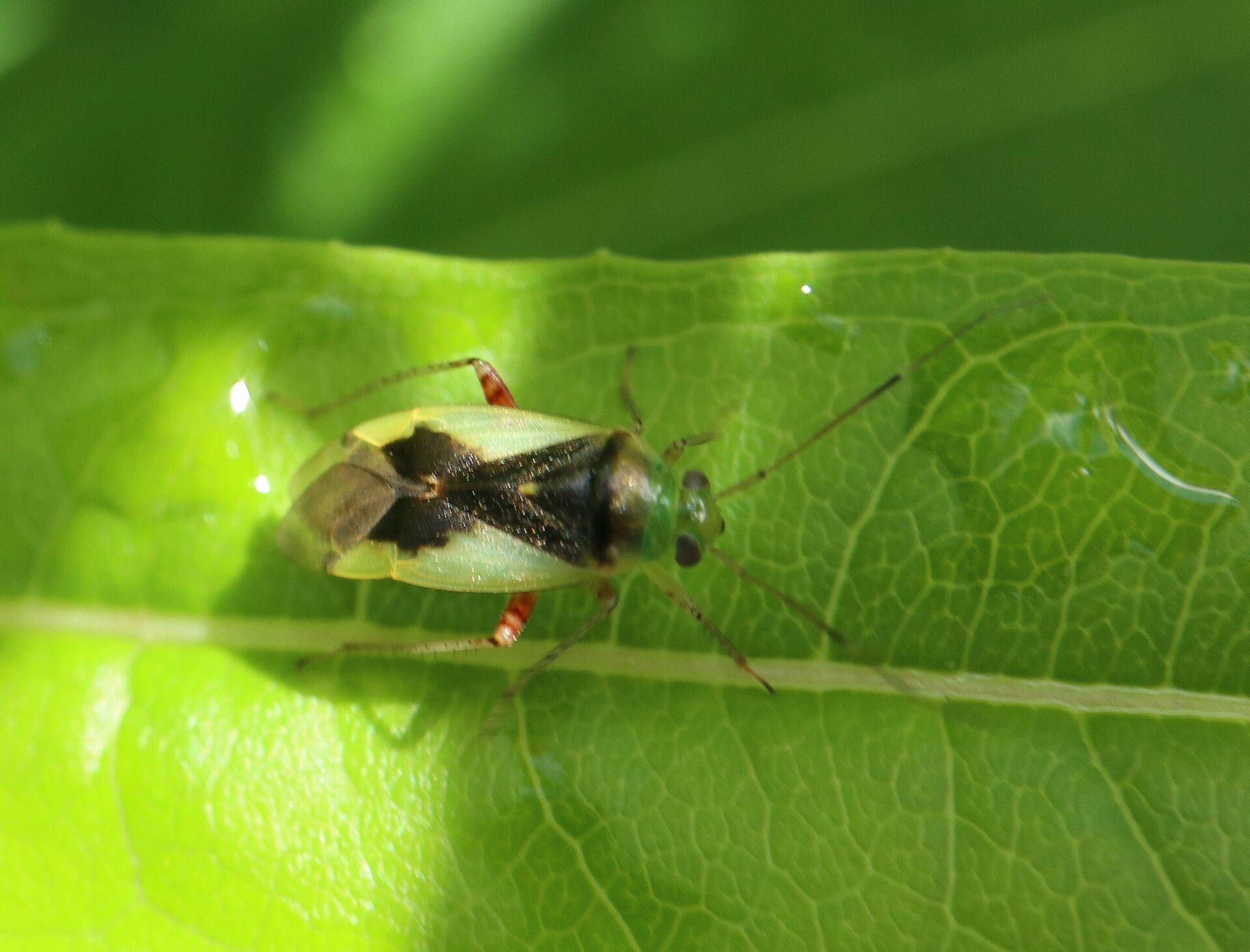Imagem de referência de Apolygus limbatus, descrito nos dados abertos como espécie de inseto