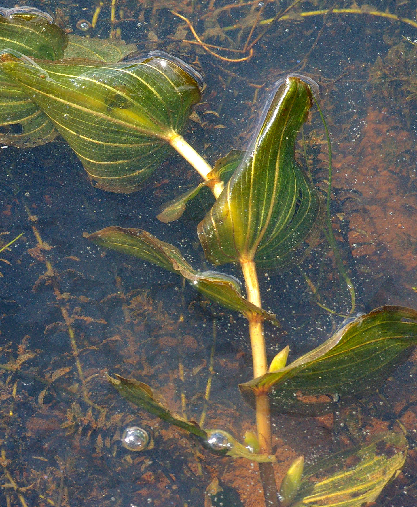 Imagem de referência de Potamogeton, descrito nos dados abertos como género de plantas
