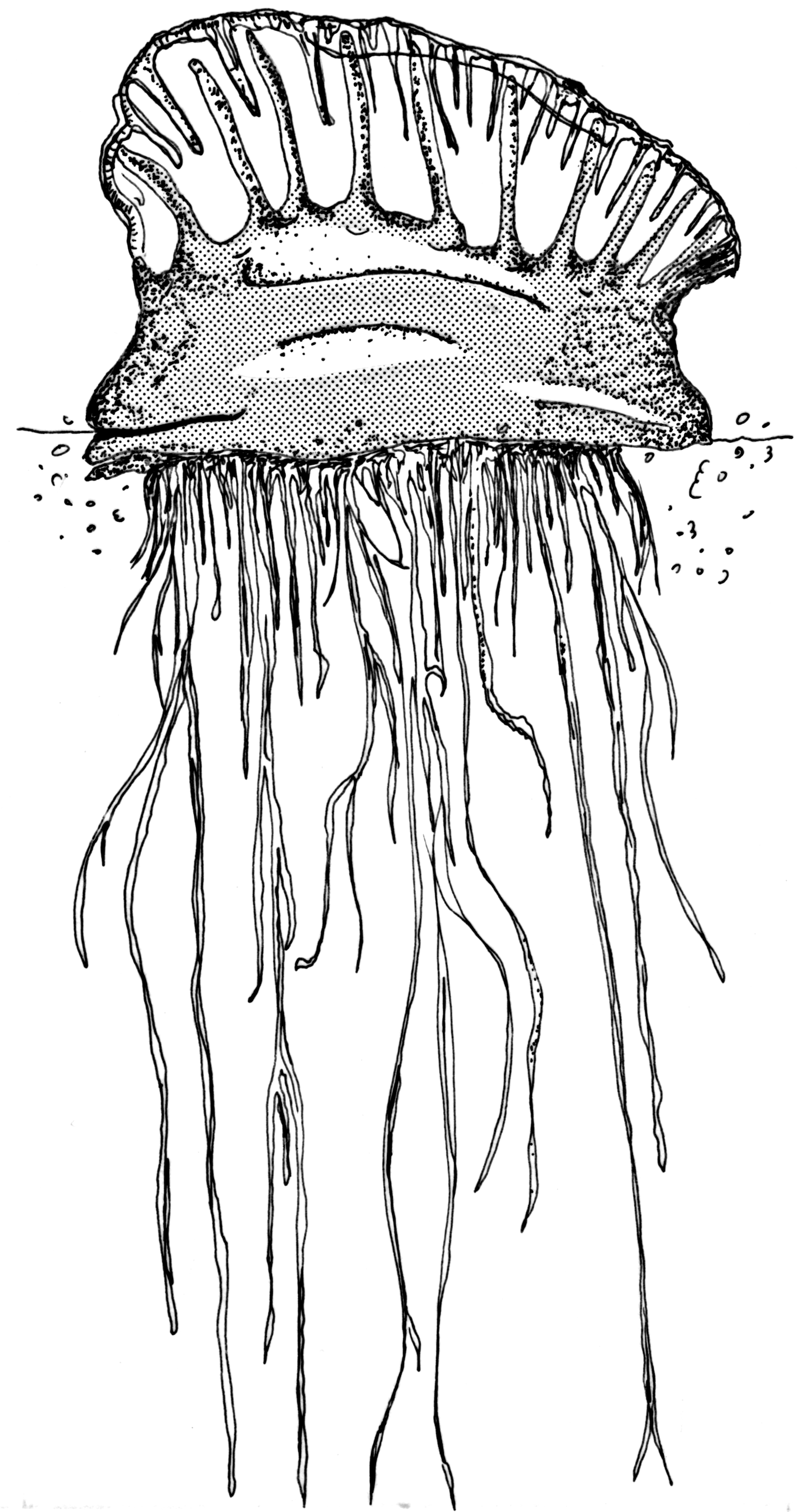 Imagem de referência de caravela-portuguesa, descrito nos dados abertos como invertebrado marinho encontrado nos oceanos Atlântico e Índico