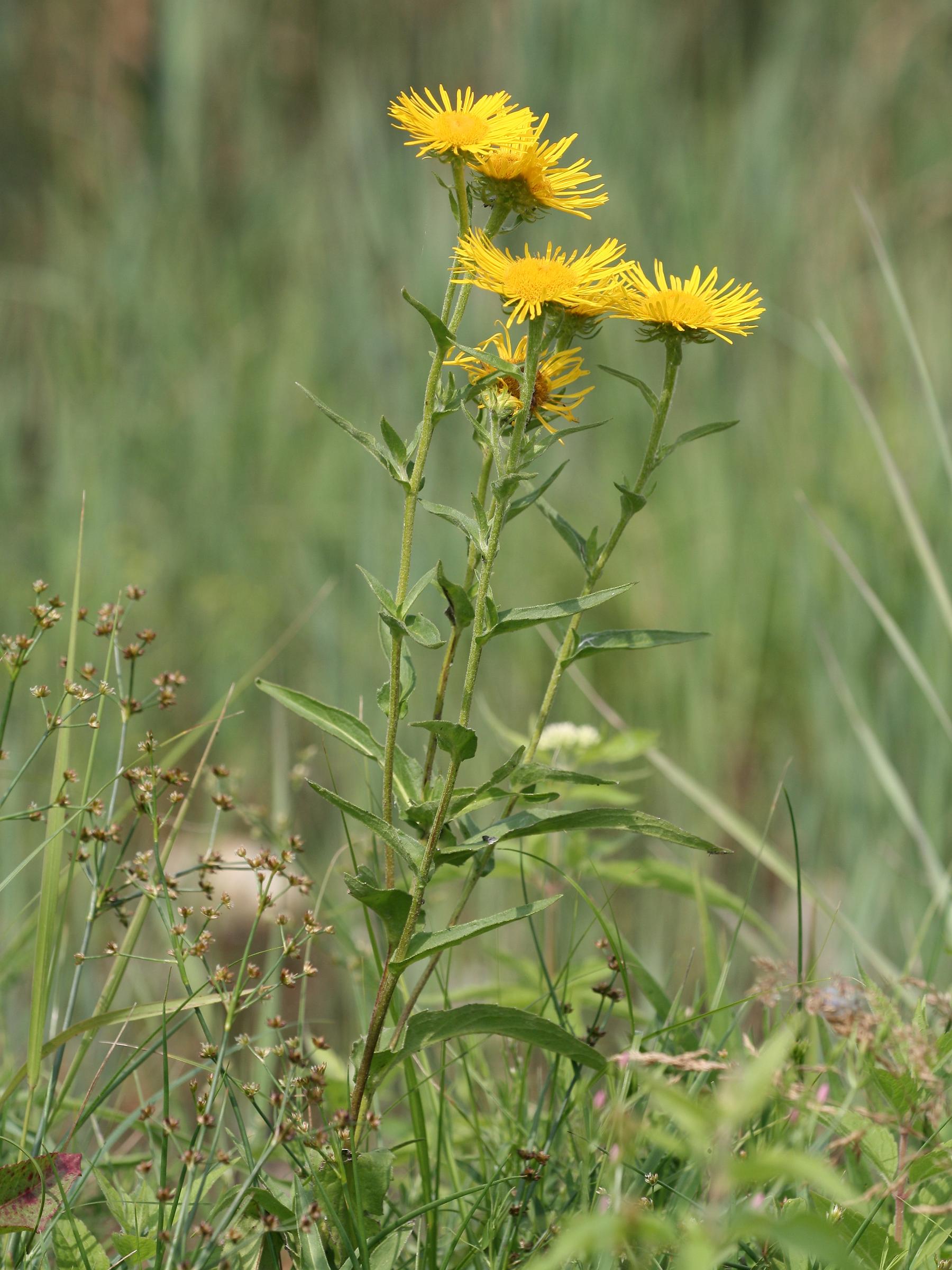 Imagem de referência de Inula, descrito nos dados abertos como género de plantas