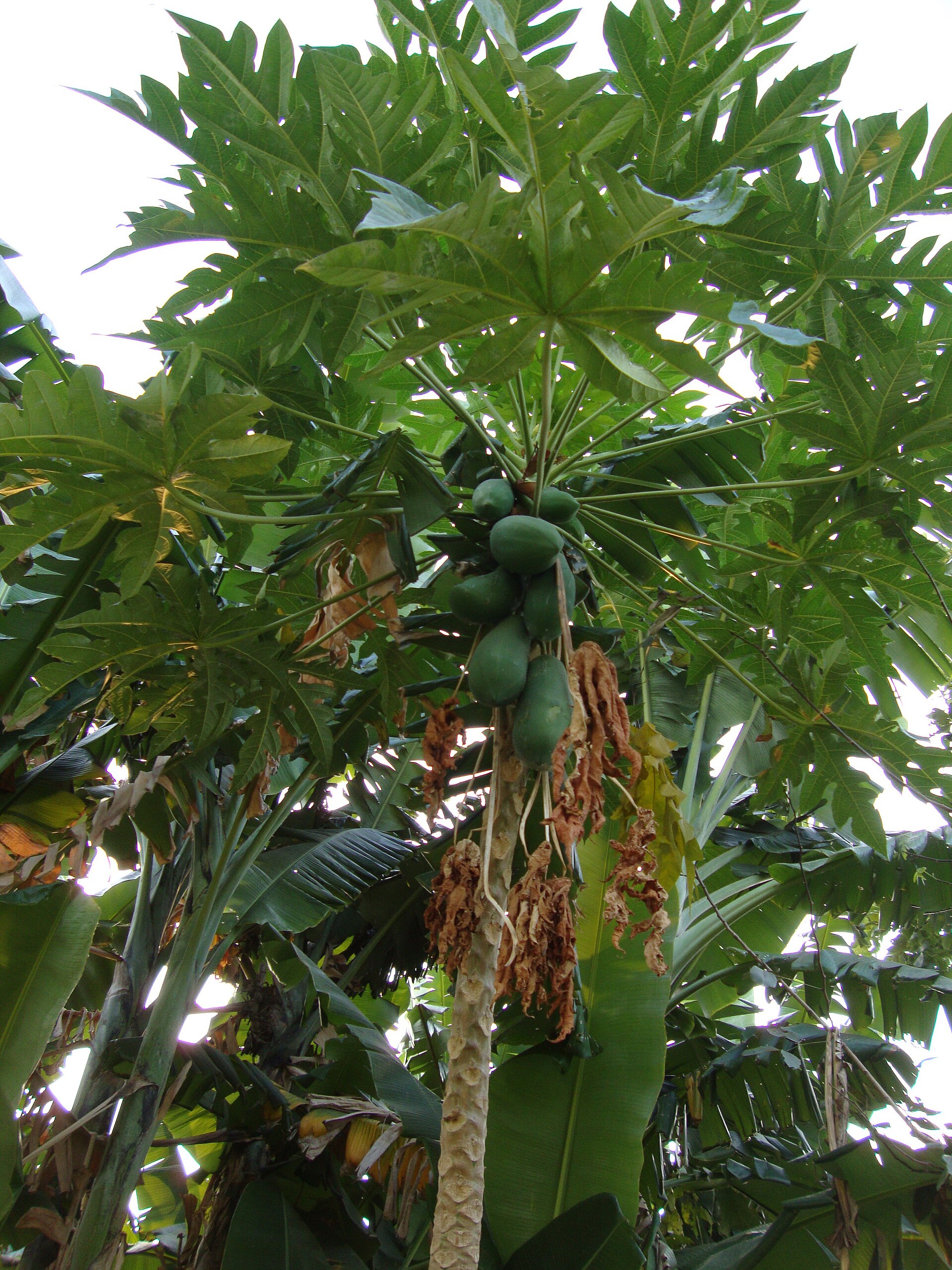 Imagem de referência de Carica, descrito nos dados abertos como género de plantas