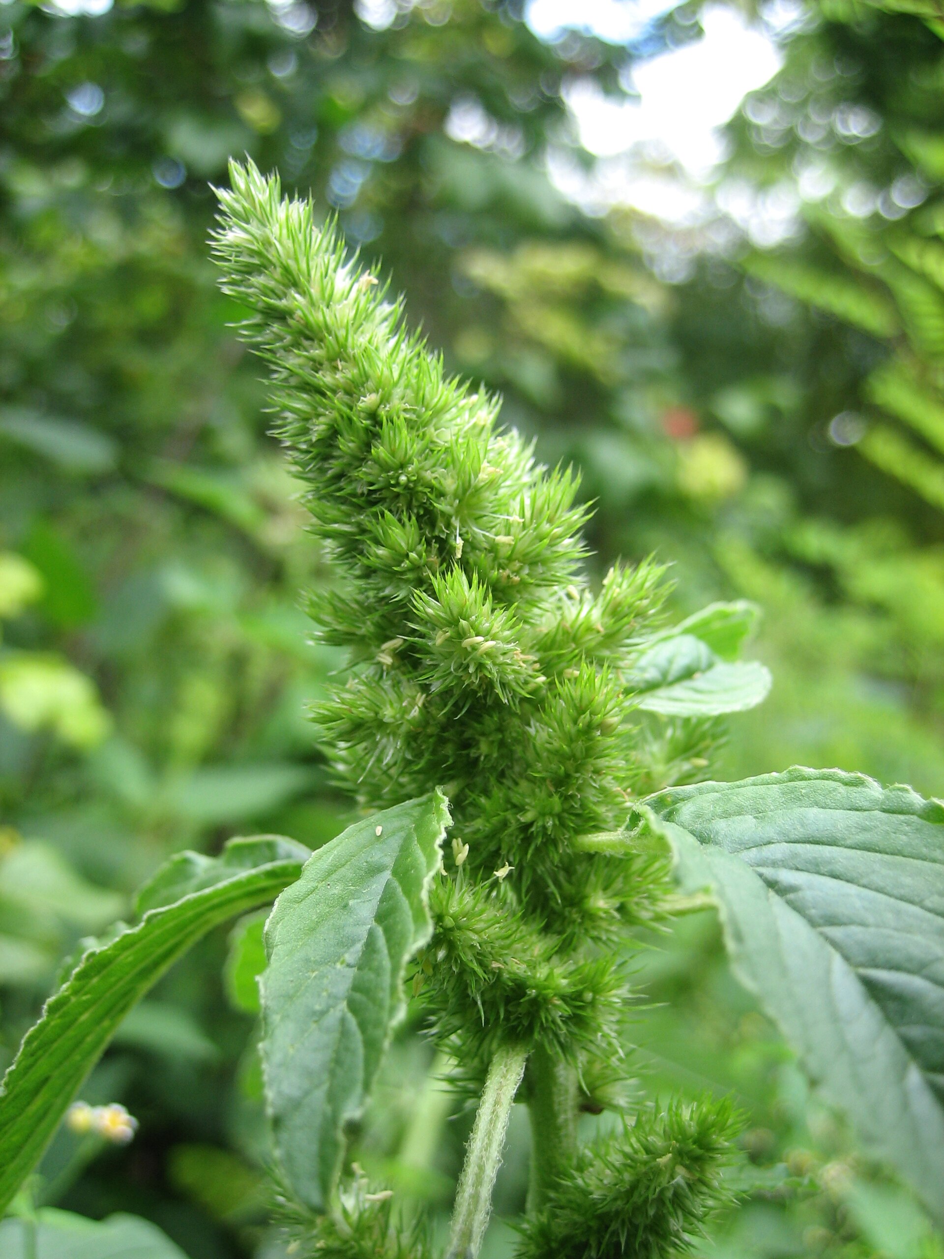 Imagem de referência de Amaranthus retroflexus, descrito nos dados abertos como espécie de planta